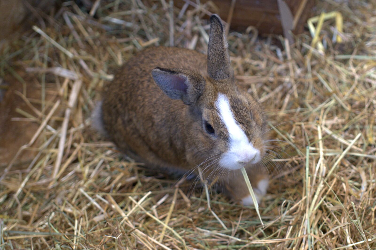 Sony a7 II + Sony FE 50mm F2.8 Macro sample photo. Rabbit, hare, pet photography