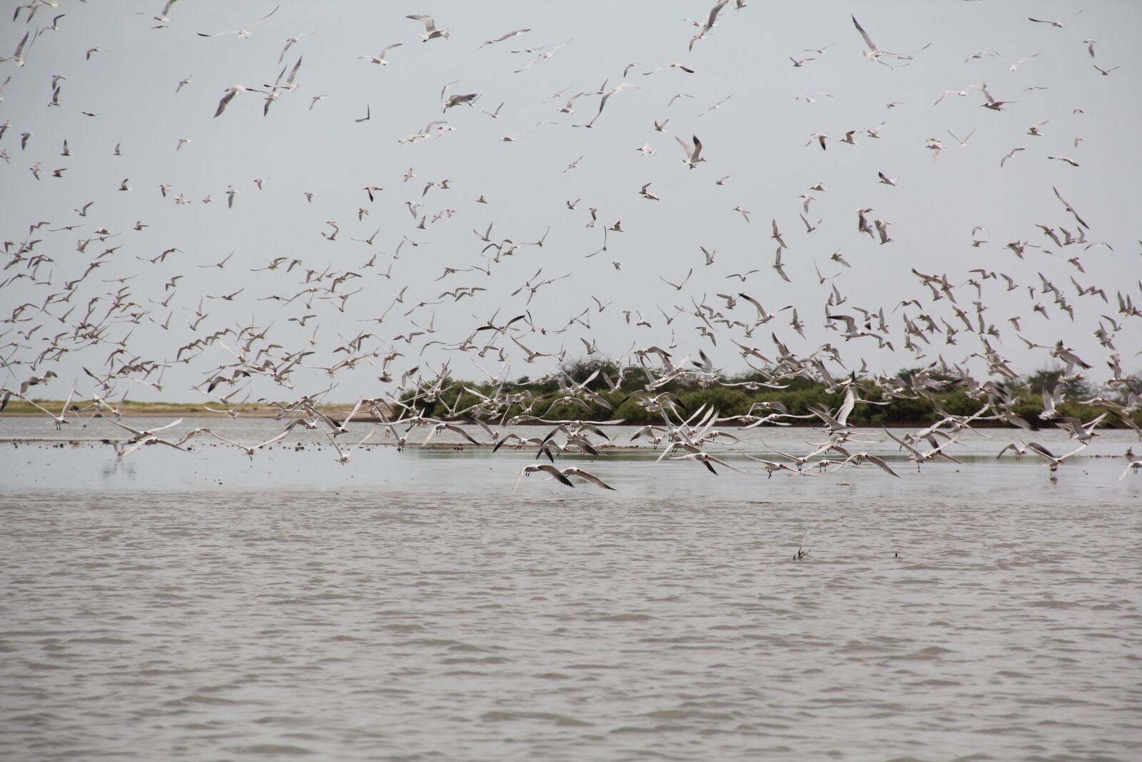 Canon EF-S 18-135mm F3.5-5.6 IS sample photo. Birds, sea, nature photography