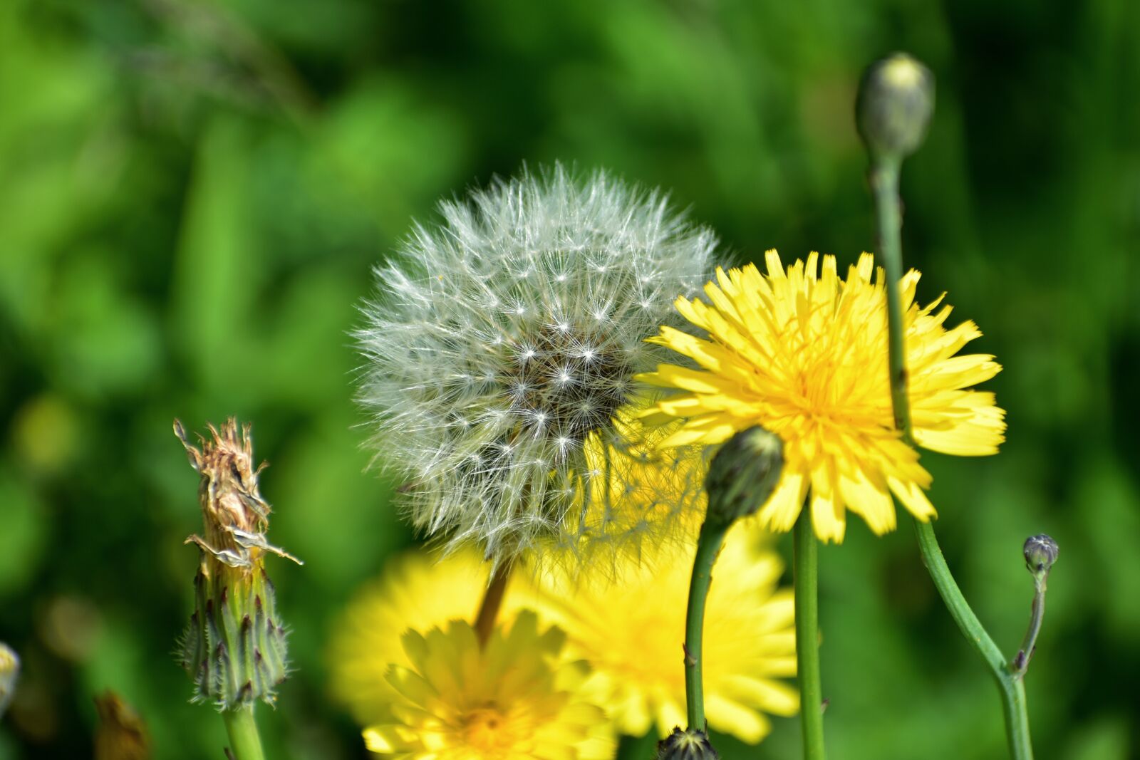 Nikon D7200 sample photo. Natural, landscape, flowering plant photography