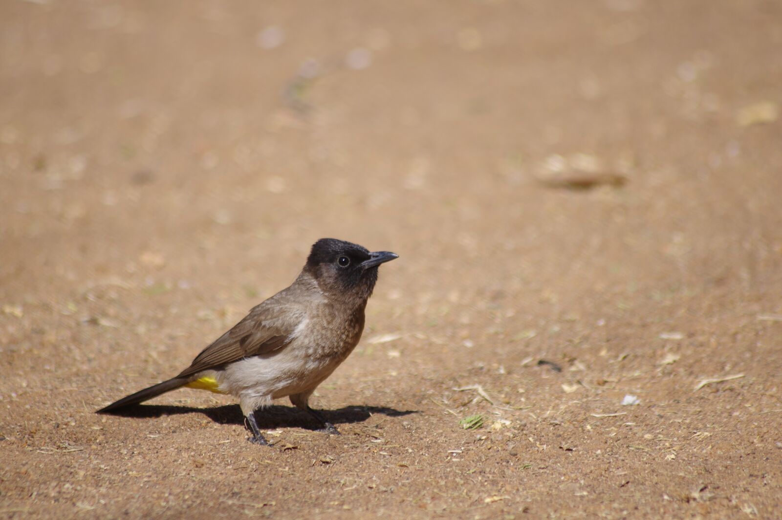 Pentax K-3 sample photo. Wildlife, bird, nature photography