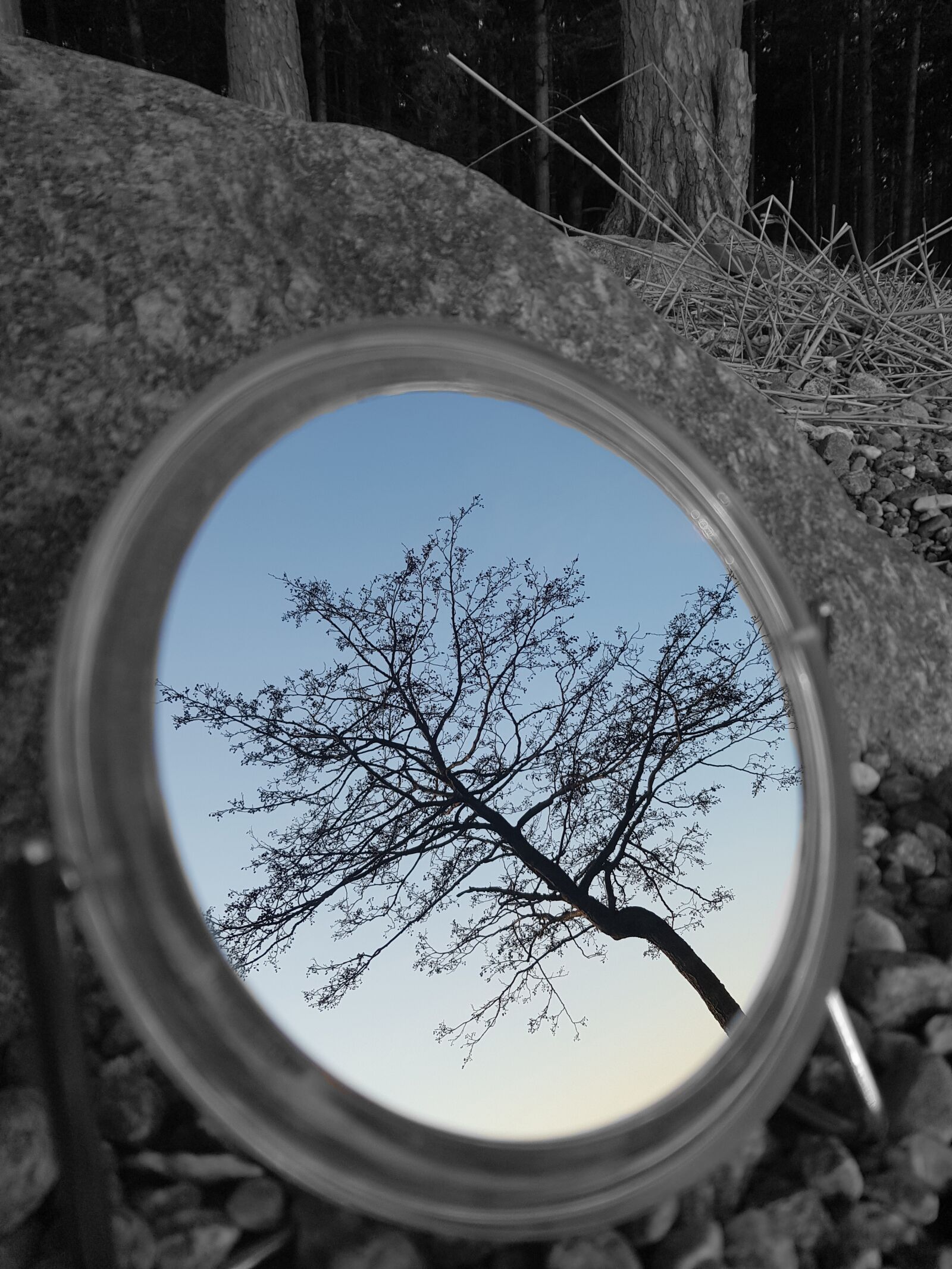 Samsung Galaxy S8 sample photo. Mirror, tree, reflection photography
