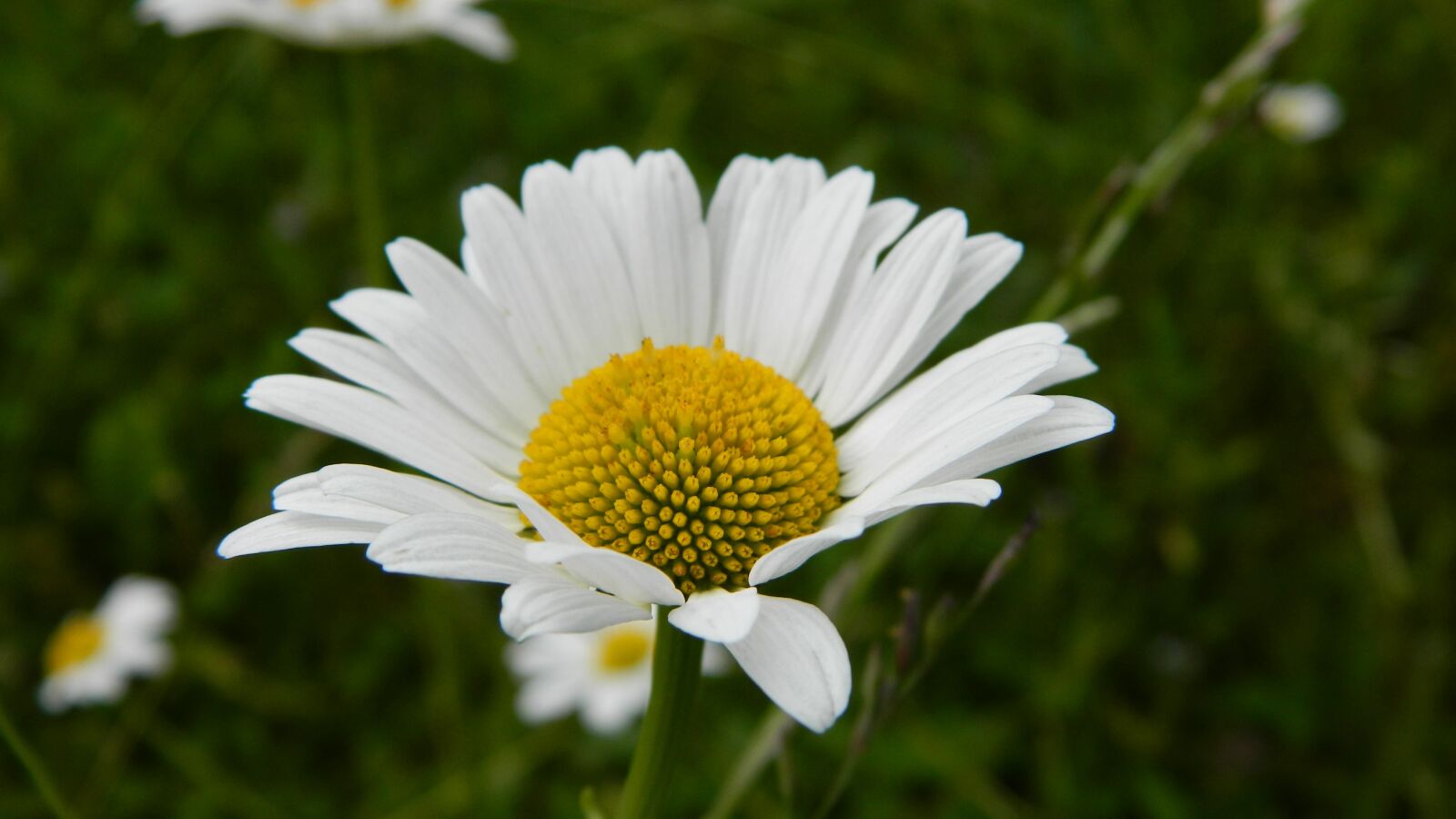 Nikon Coolpix L120 sample photo. Daisy, meadow, flower photography