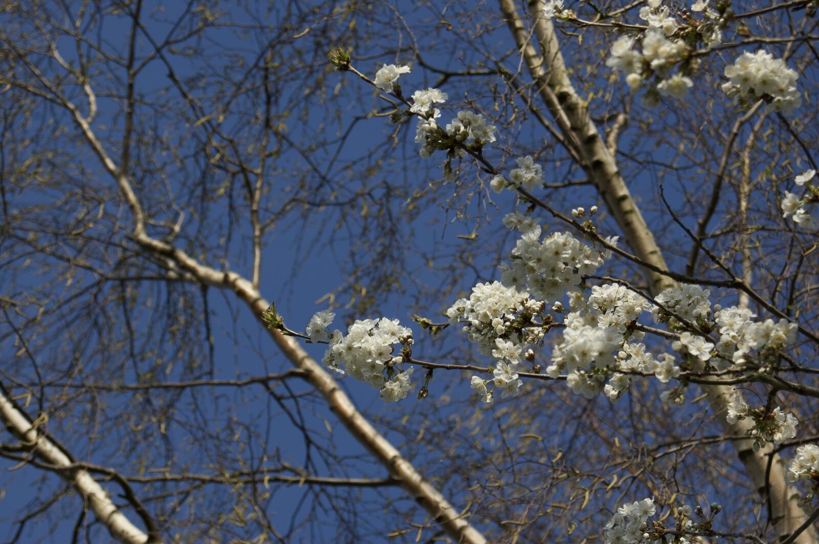 Nikon D70 sample photo. Tree, nature, birch photography