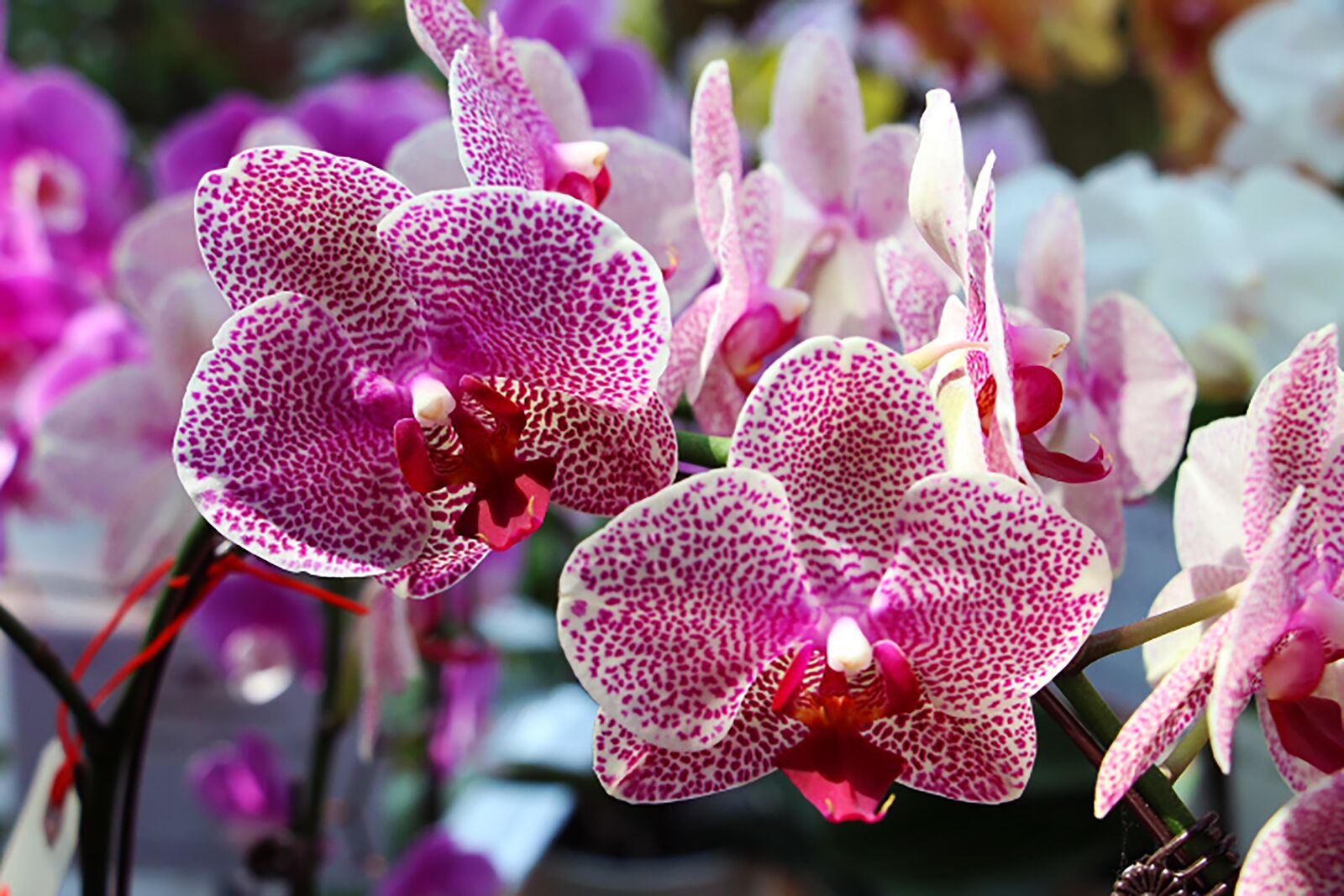 Canon EOS 70D sample photo. Orchid, vanda ms joachim photography