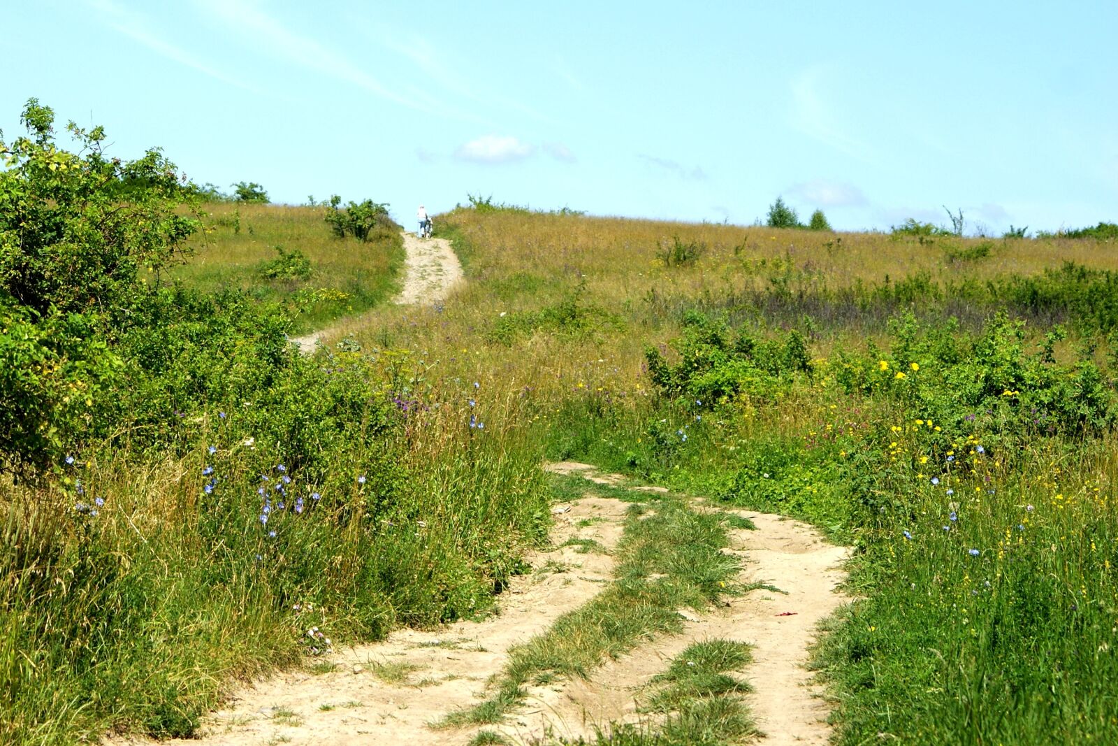Sony Alpha DSLR-A200 sample photo. The path, meadow, way photography