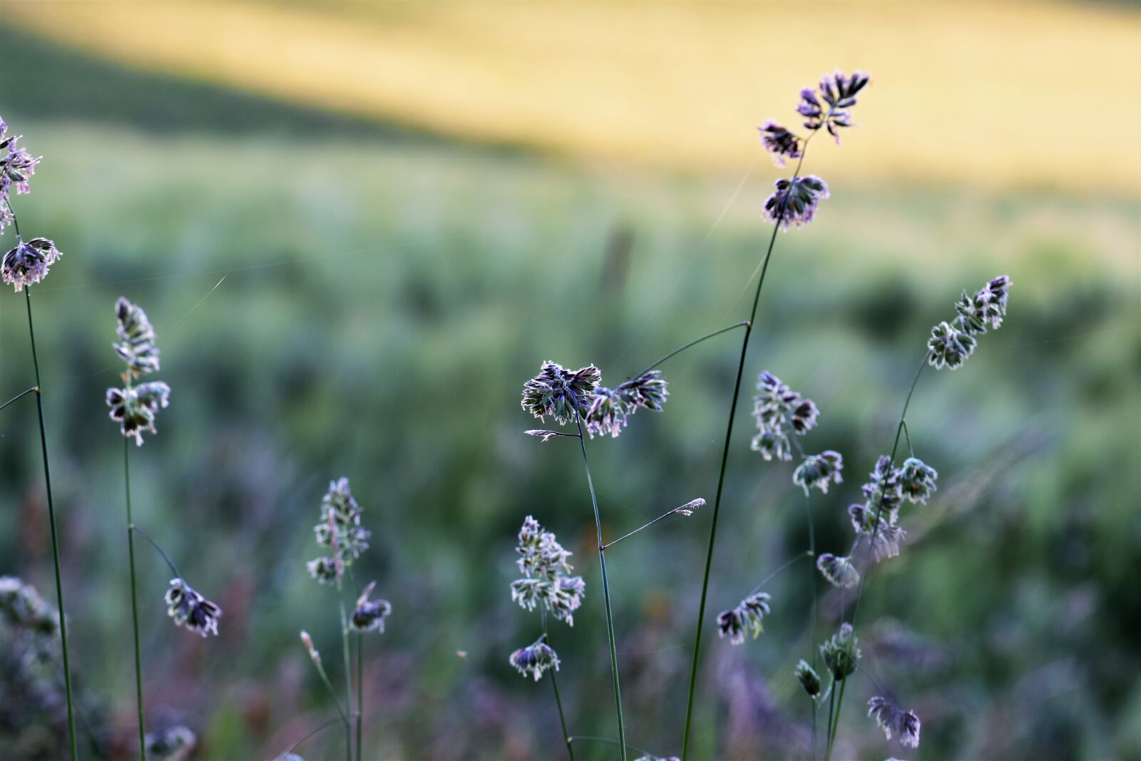 Nikon D5500 sample photo. Grass, meadow, field photography