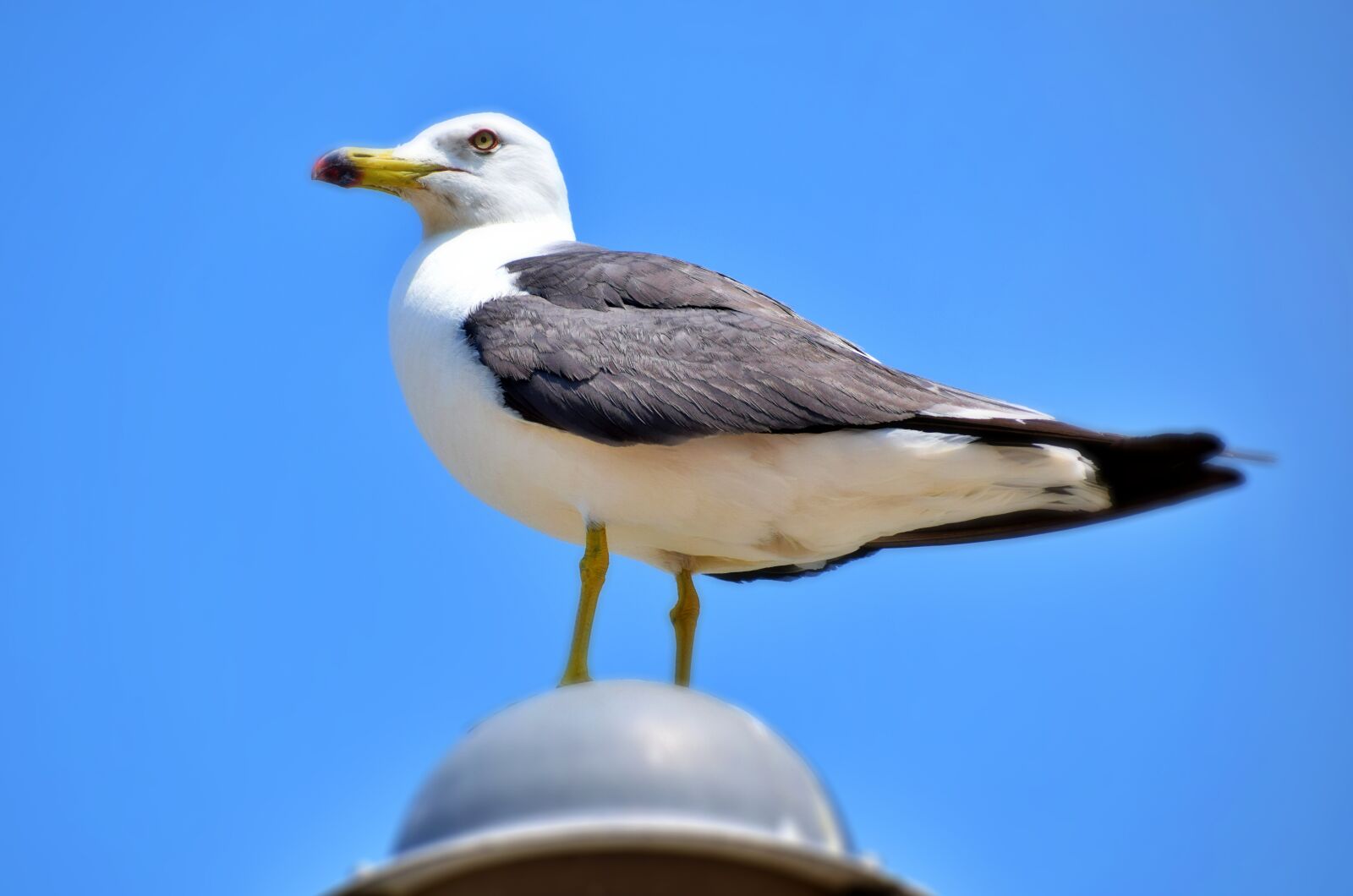 Nikon D5300 sample photo. Daebudo, seagull, zoom shot photography