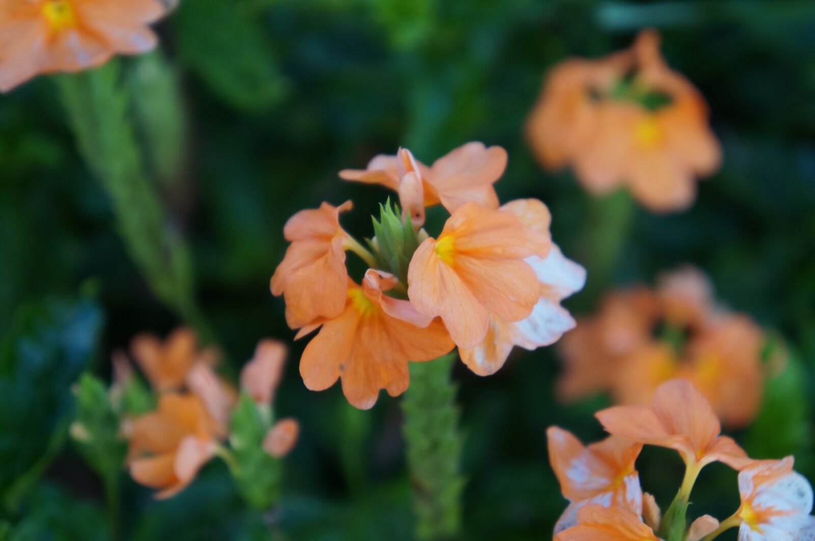 Sony Alpha NEX-F3 sample photo. Flower, orange, spring photography