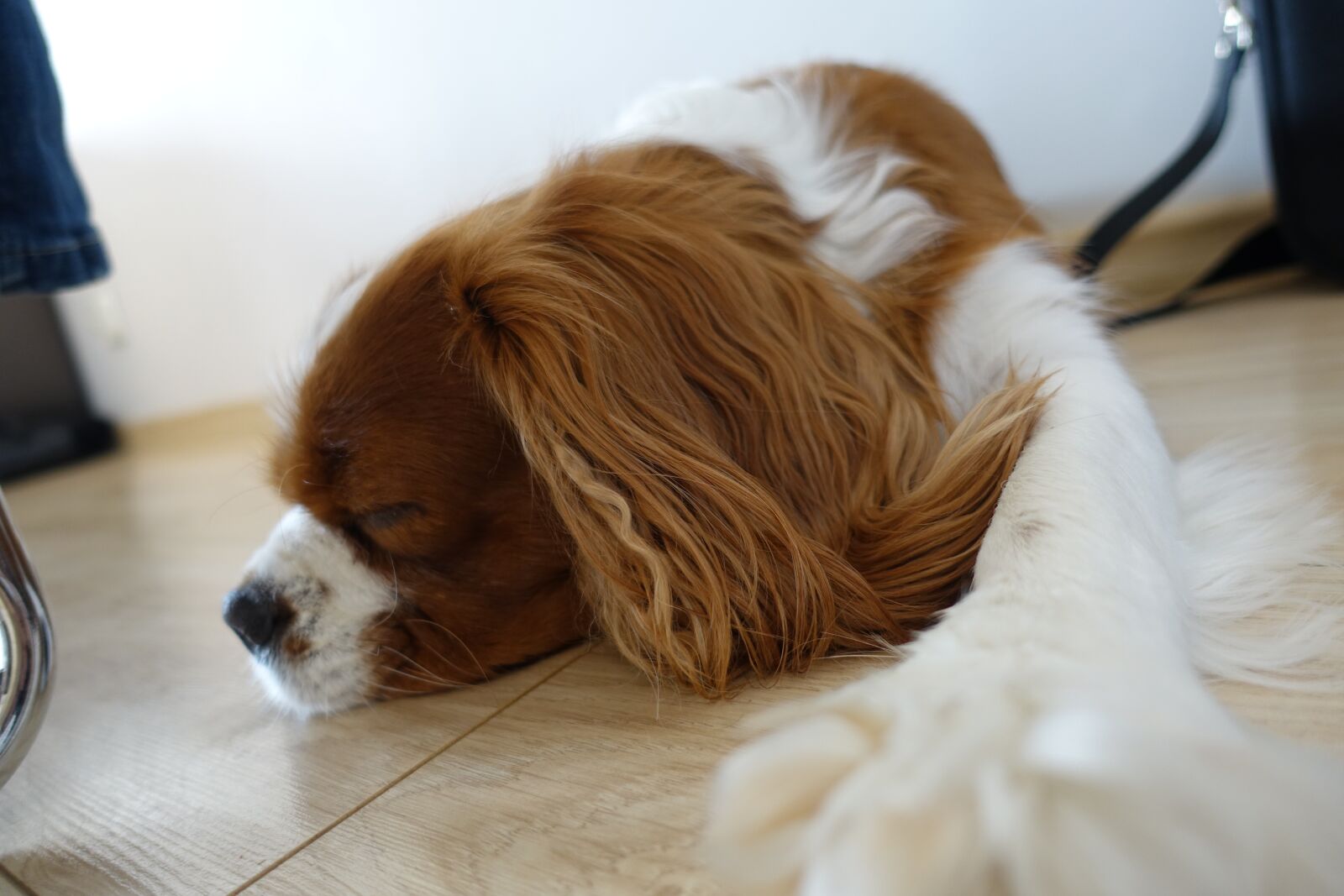 Sony Cyber-shot DSC-RX100 III sample photo. Cavalier, dog, sleeping dog photography