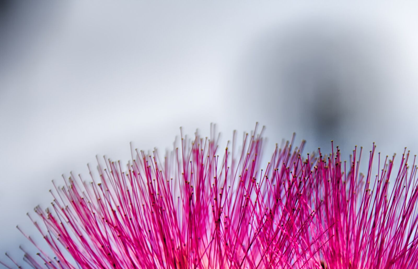 Nikon D2Xs sample photo. Vivid, nature photography