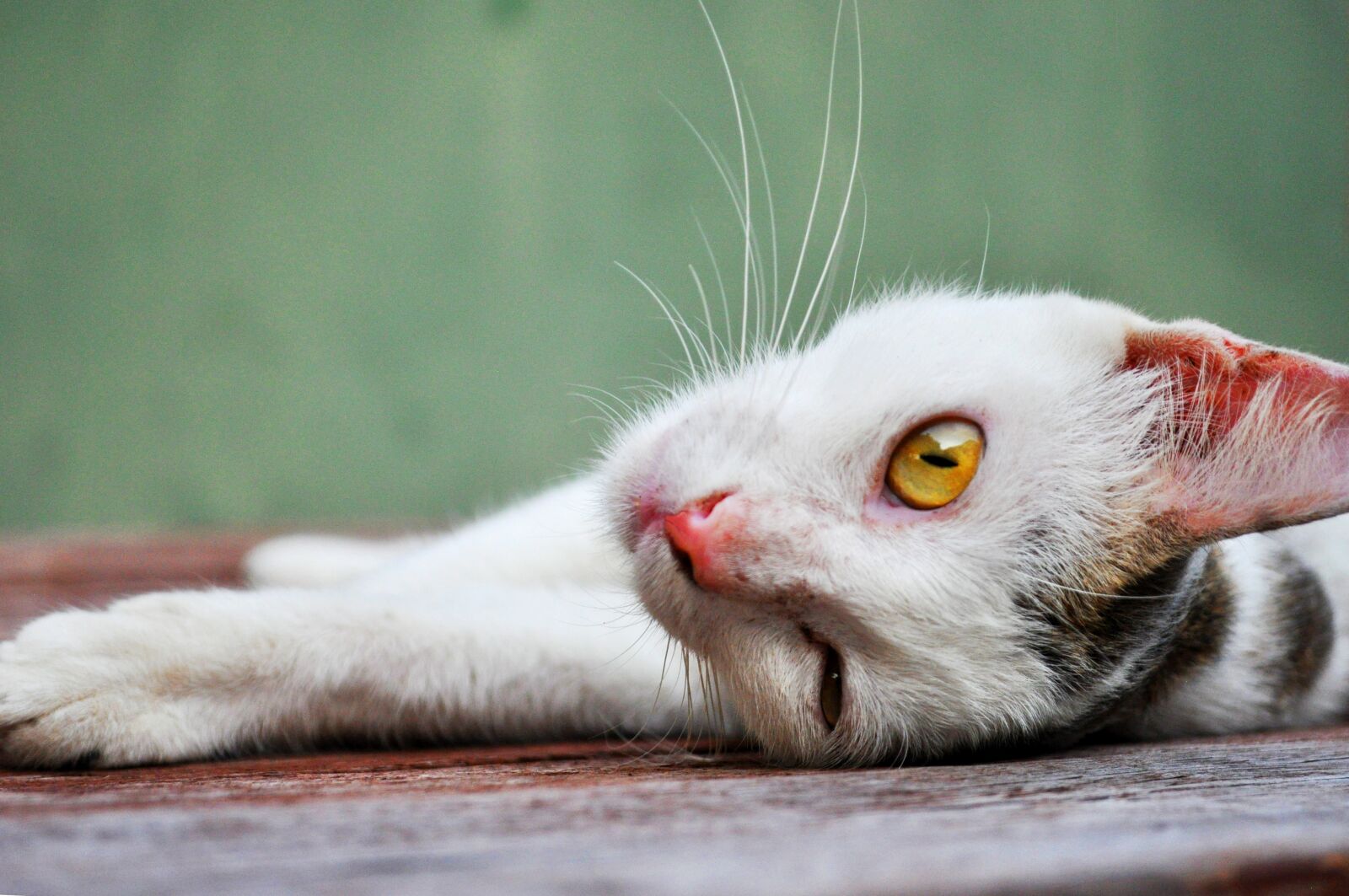 Nikon D5000 sample photo. Cat, cute, pet photography