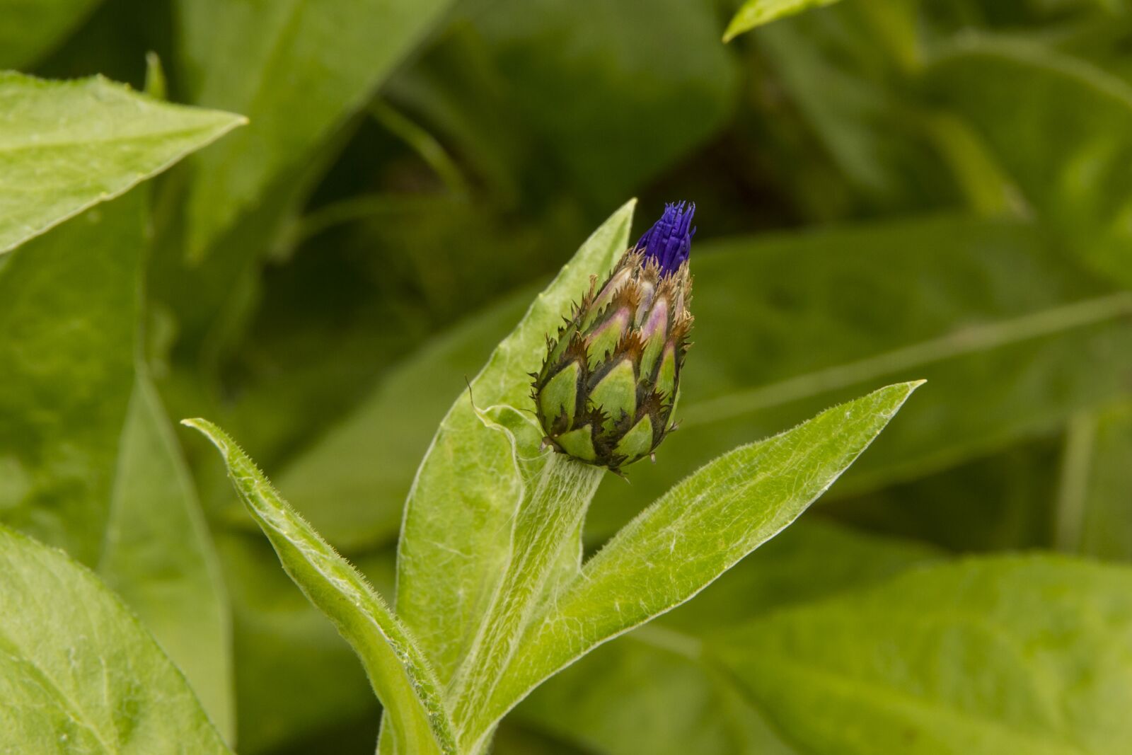Canon EOS 7D sample photo. Knapweed, bud, centaurea photography