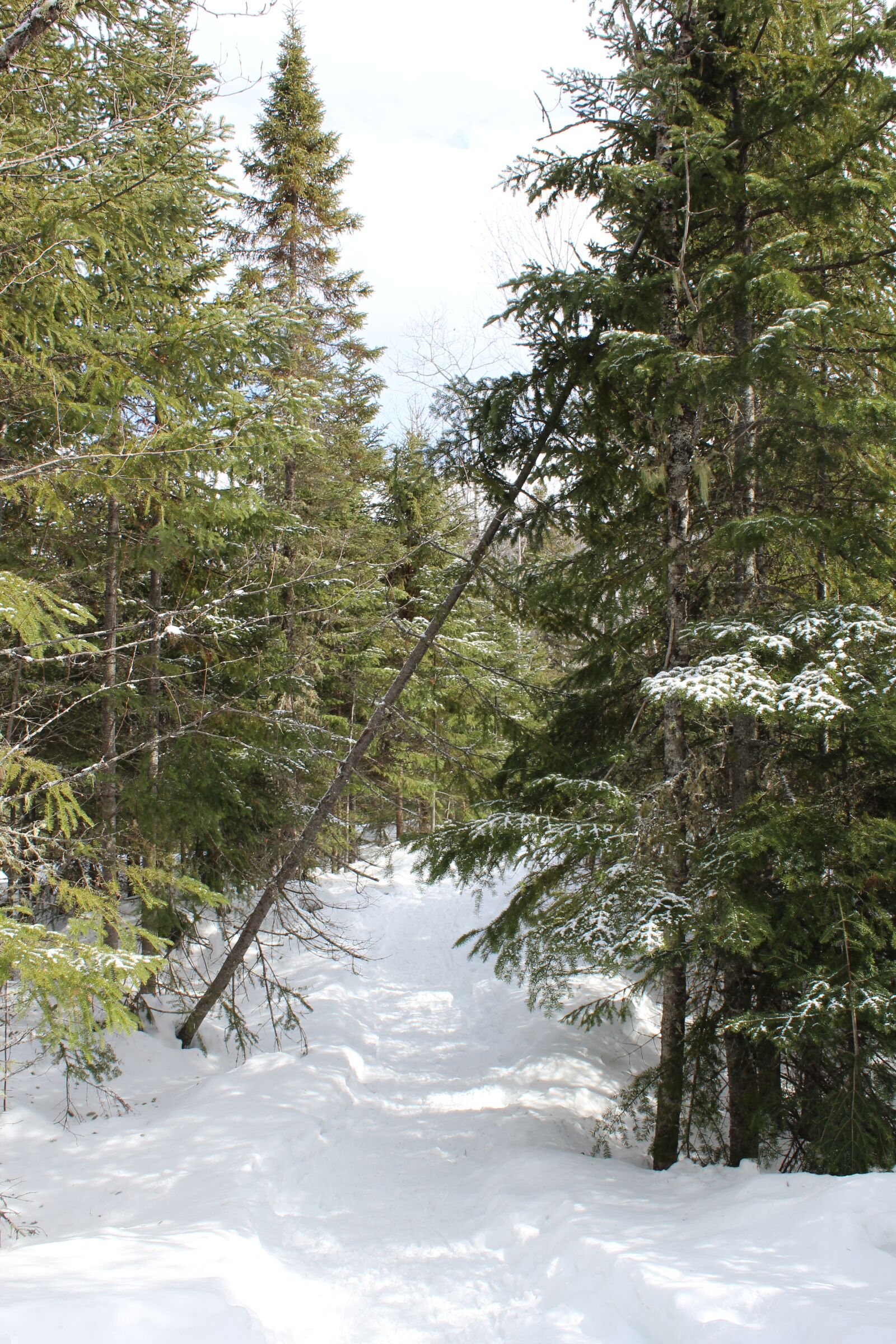 Canon EOS 1200D (EOS Rebel T5 / EOS Kiss X70 / EOS Hi) sample photo. Winter, snow, cold photography
