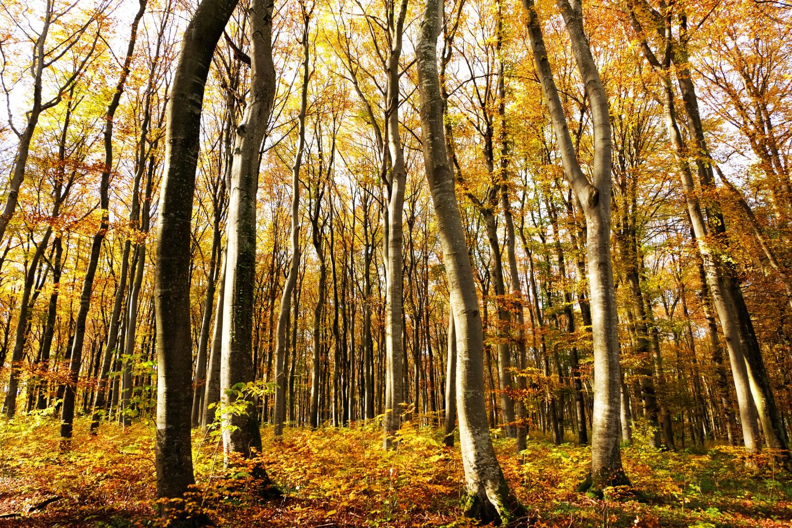 Fujifilm X-M1 sample photo. Forest, wood, nature photography
