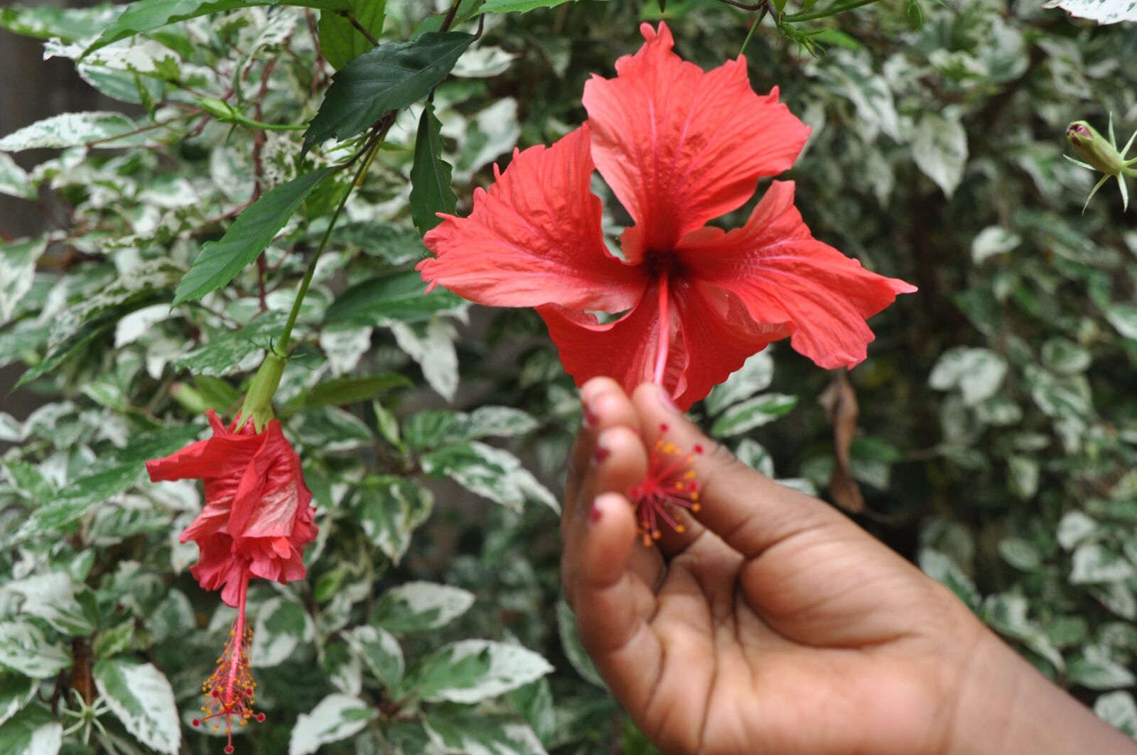 Nikon D90 sample photo. Fleurs, hibiscus, main photography