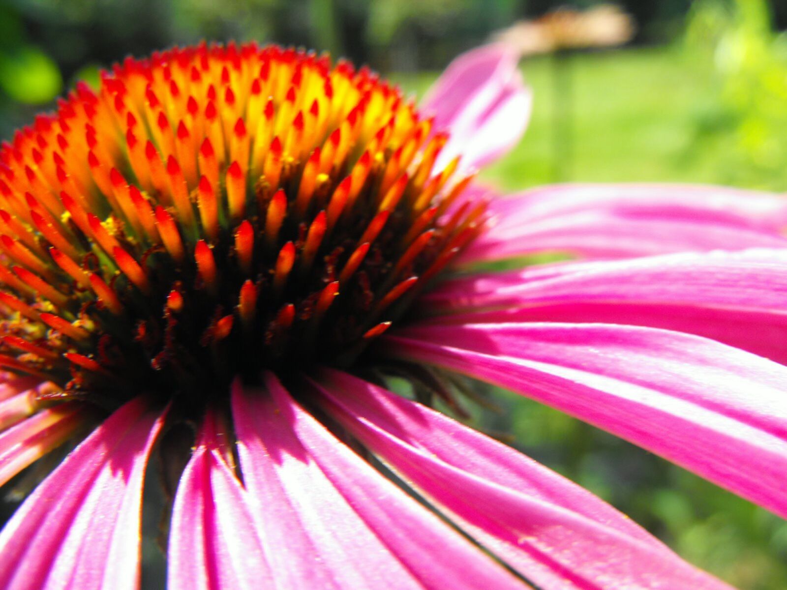 Fujifilm FinePix S1000fd sample photo. Echinacea, flower, plant photography