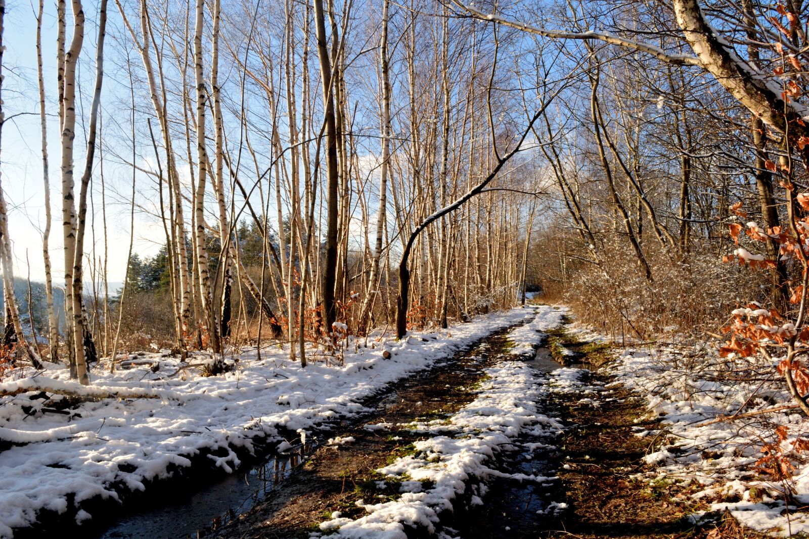Nikon D3300 sample photo. Winter, way, tree photography
