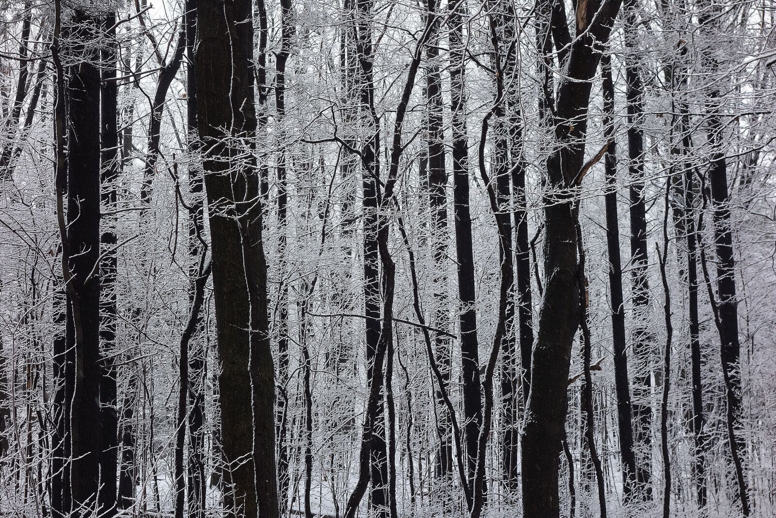 Sony Cyber-shot DSC-RX100 sample photo. Forest, frost, ice photography