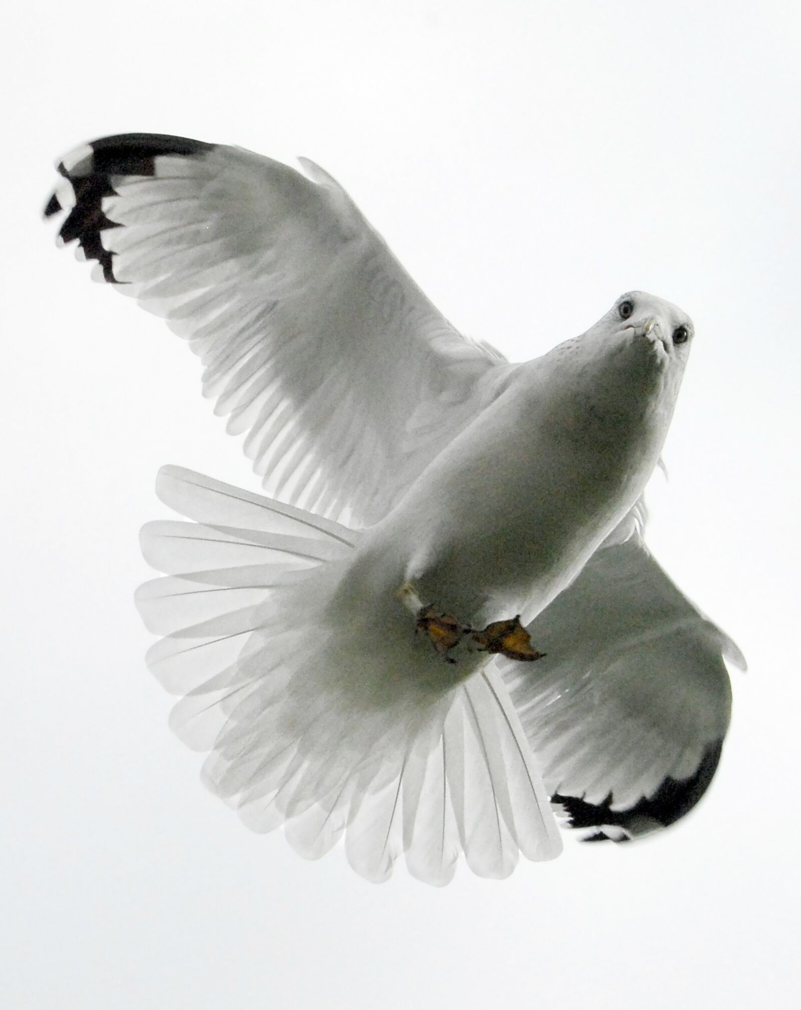 Nikon D200 sample photo. Seagull, bird, feather photography