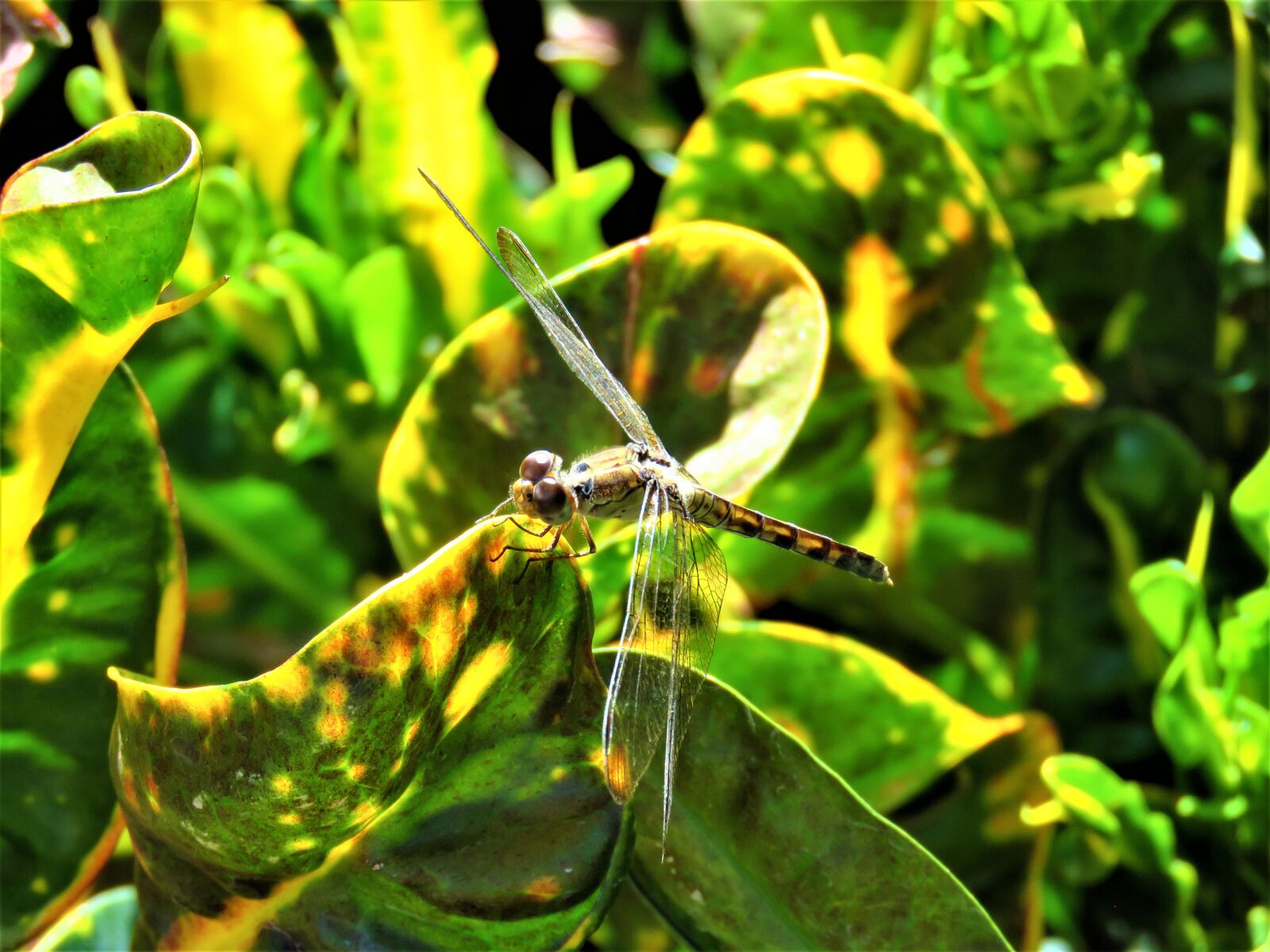 Canon PowerShot SX60 HS sample photo. Dragonfly, camouflage, insect photography