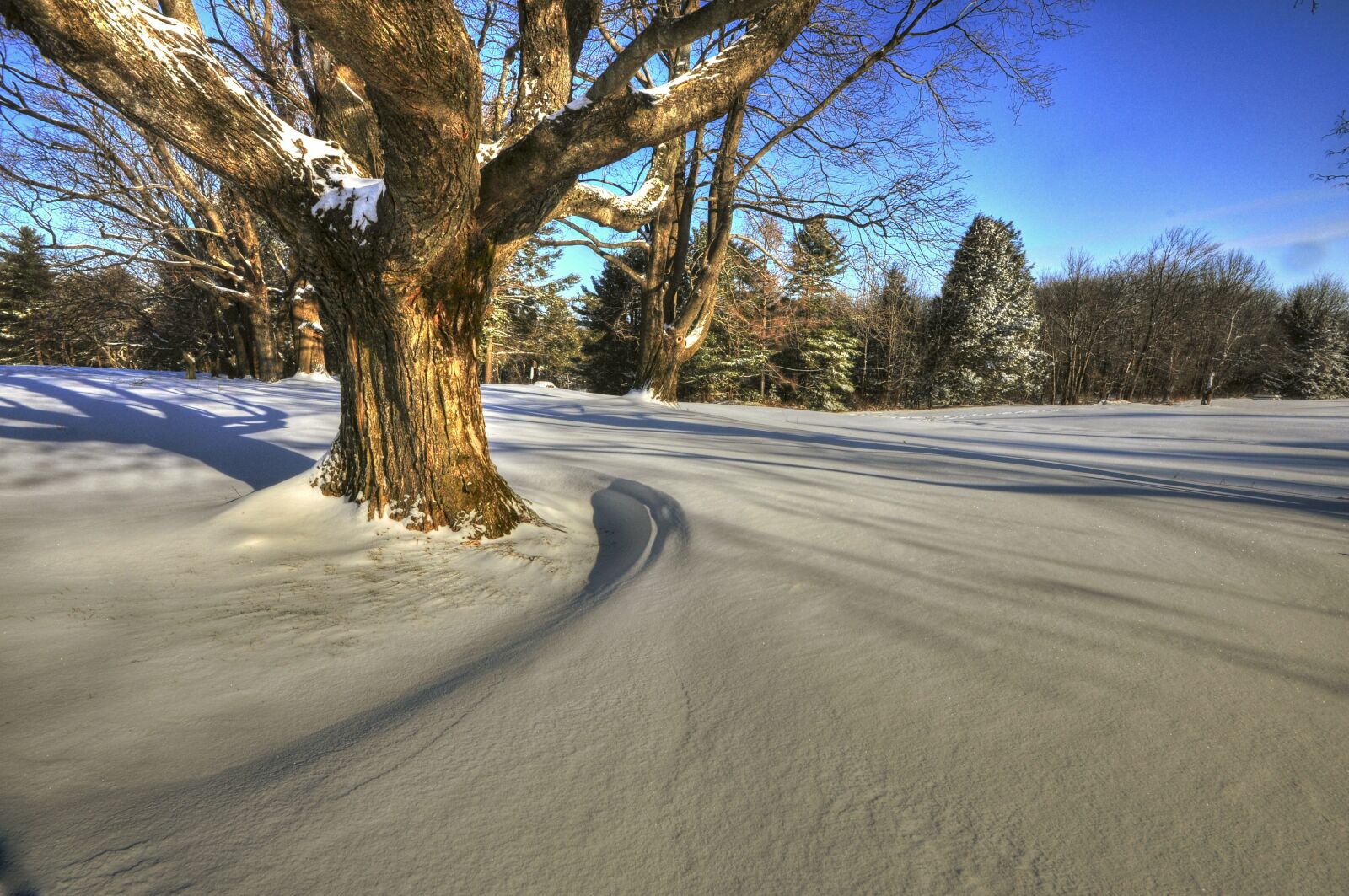 Nikon D5000 sample photo. Patterns, shadows, trees photography