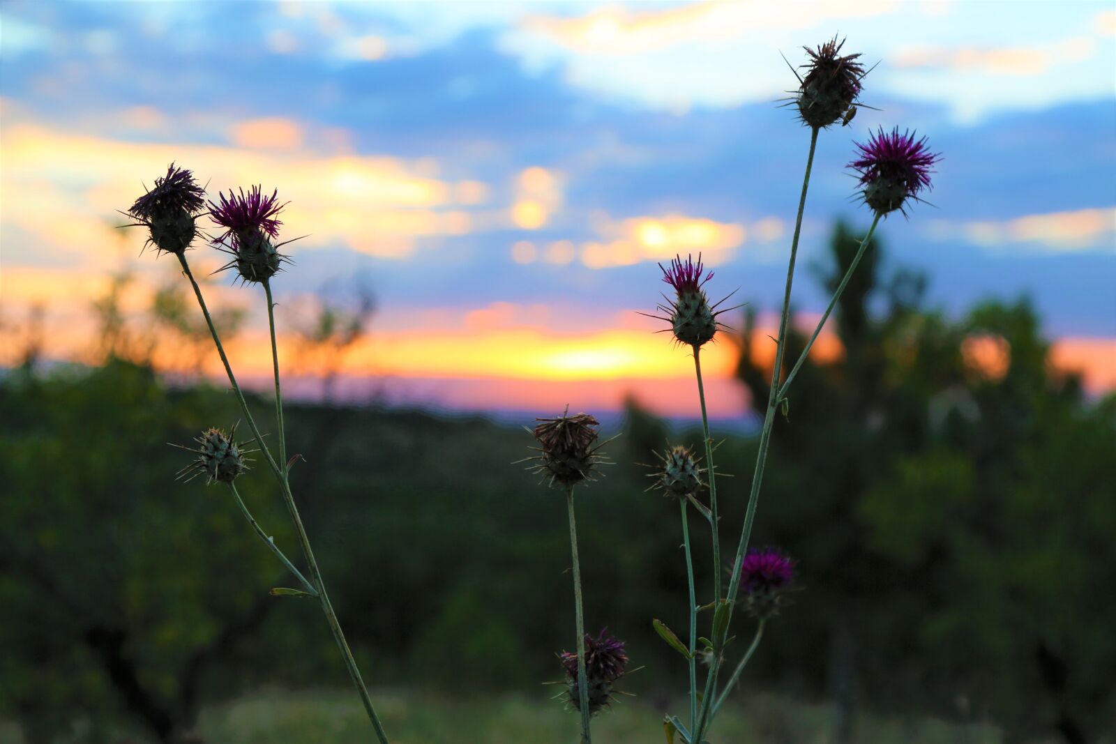 Canon EF 24-105mm F4L IS USM sample photo. Plant, horizon, nature photography