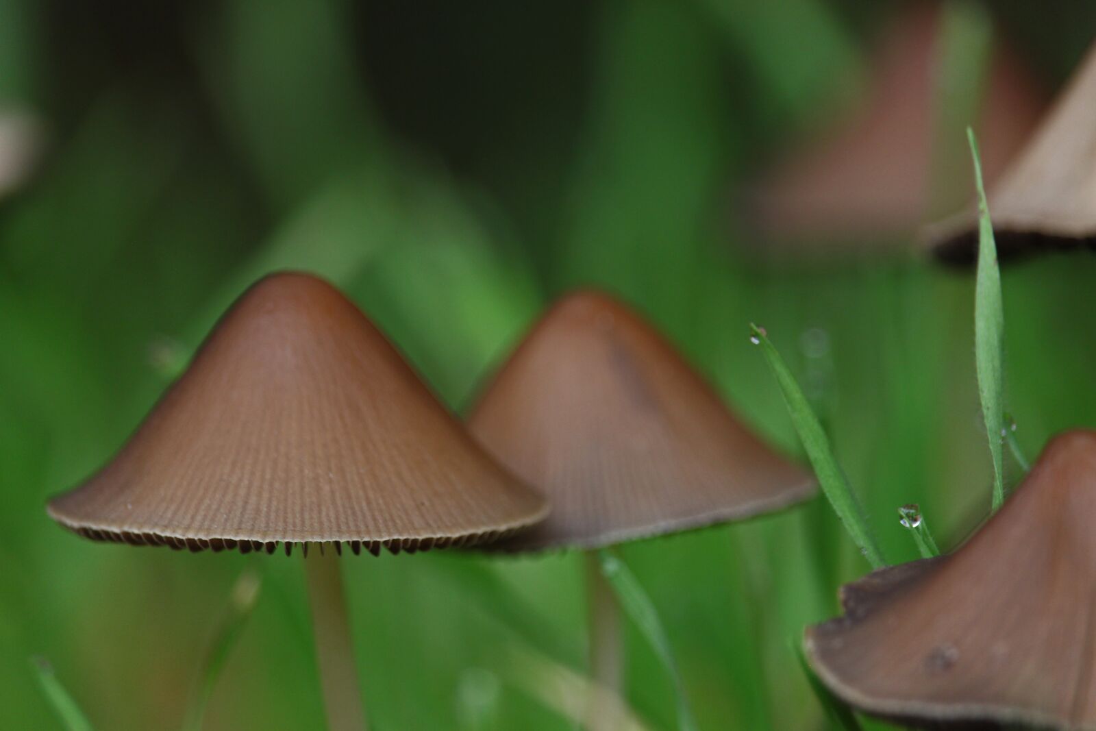 Canon EF-S 55-250mm F4-5.6 IS STM sample photo. Mushrooms, mushroom hats, autumn photography