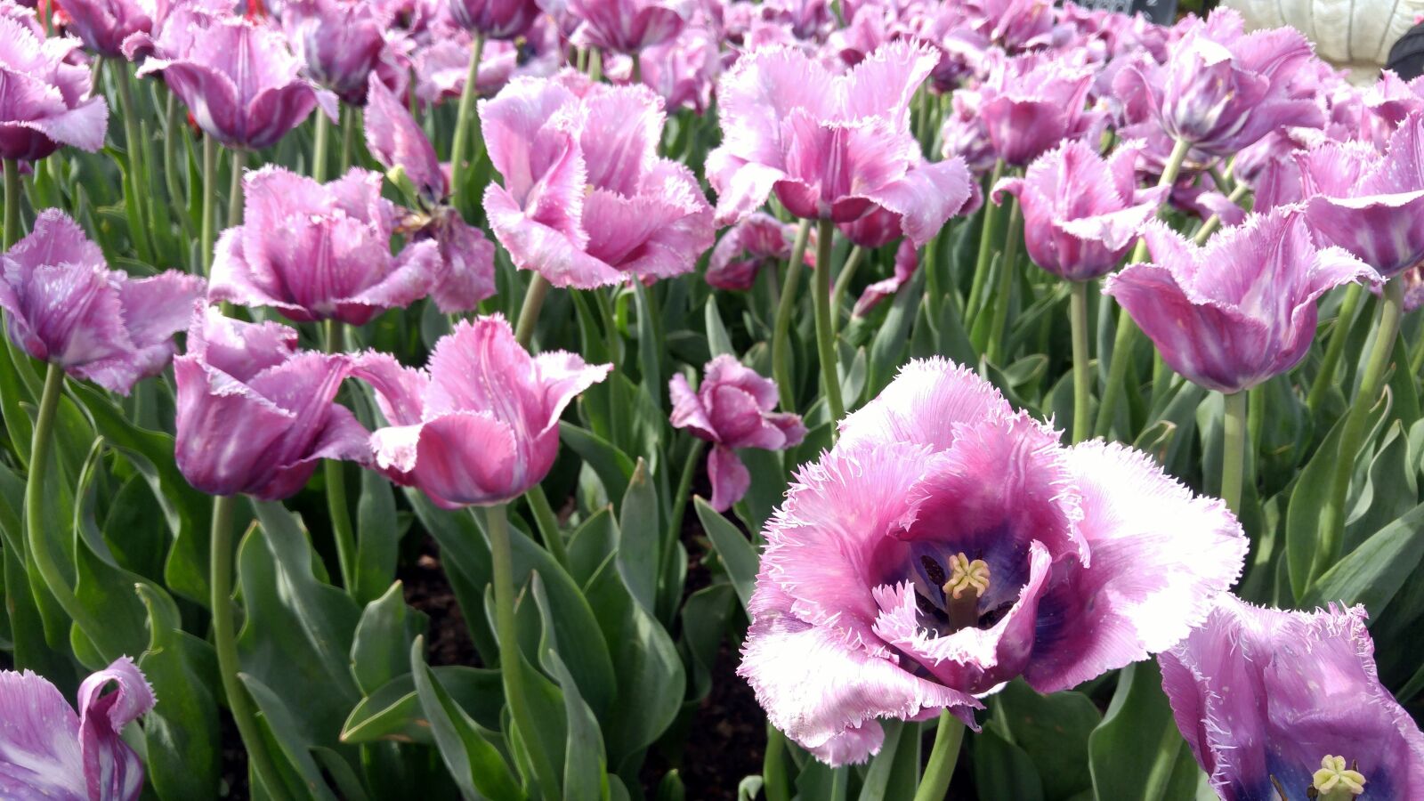 LG G4 sample photo. Flowers, tulips, gardens photography
