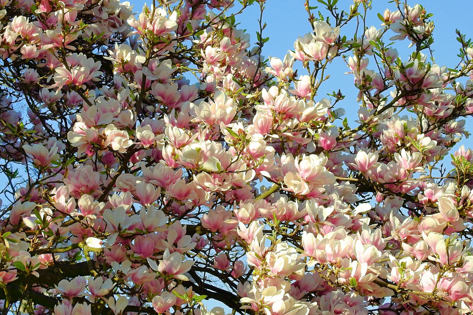 Nikon Coolpix P900 sample photo. Magnolia flower, spring, pink photography