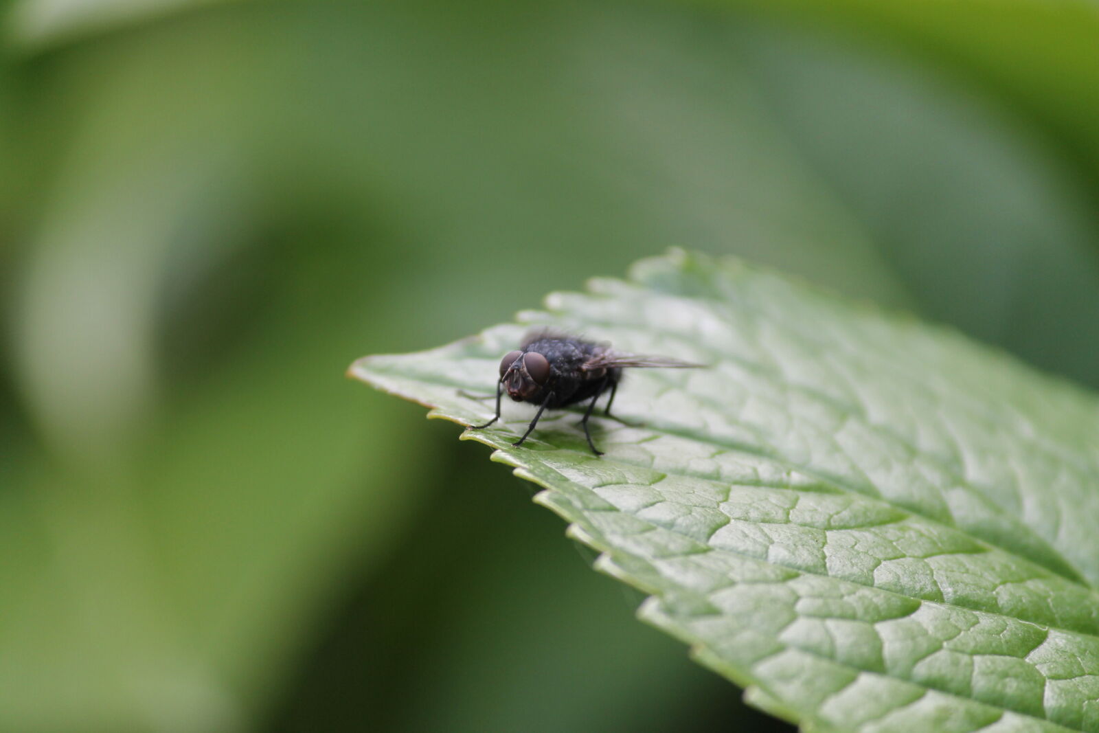 Canon EF-S 55-250mm F4-5.6 IS II sample photo. Leaf, insect, fly, housefly photography
