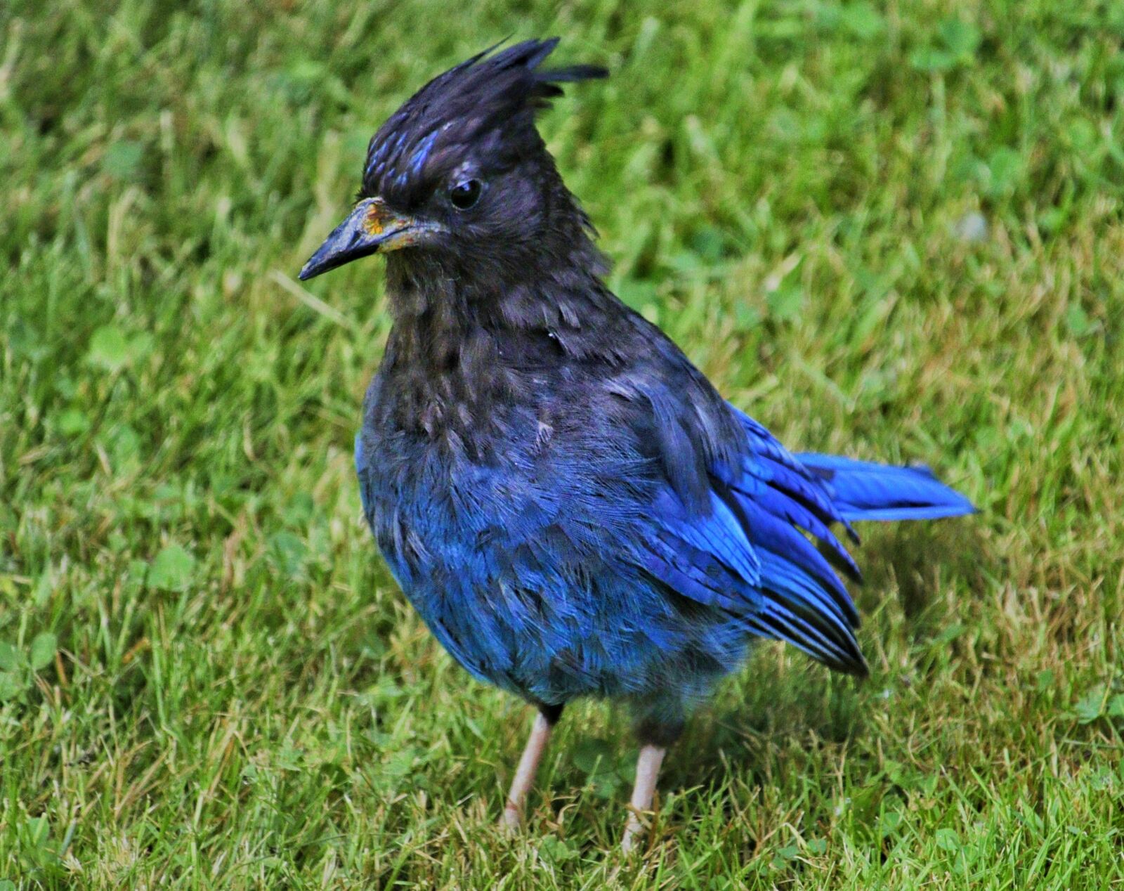 Canon EF-S 55-250mm F4-5.6 IS STM sample photo. Bird, blue, nature photography