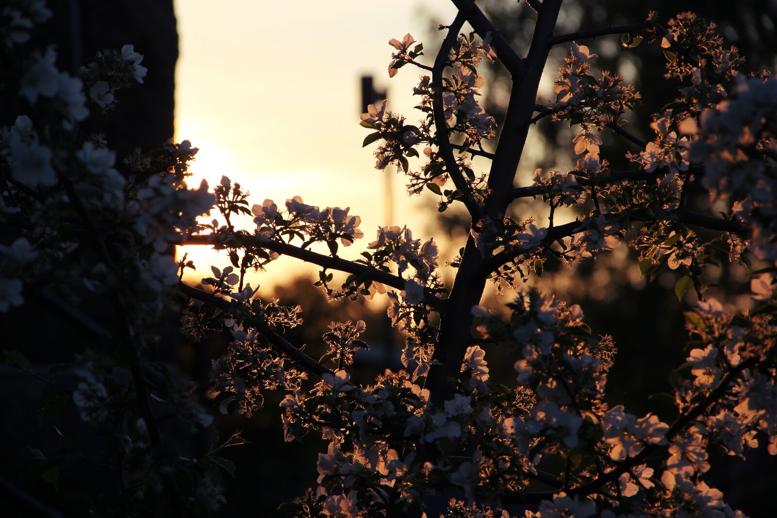 Canon EOS 550D (EOS Rebel T2i / EOS Kiss X4) sample photo. Sunrise, flower, tree photography