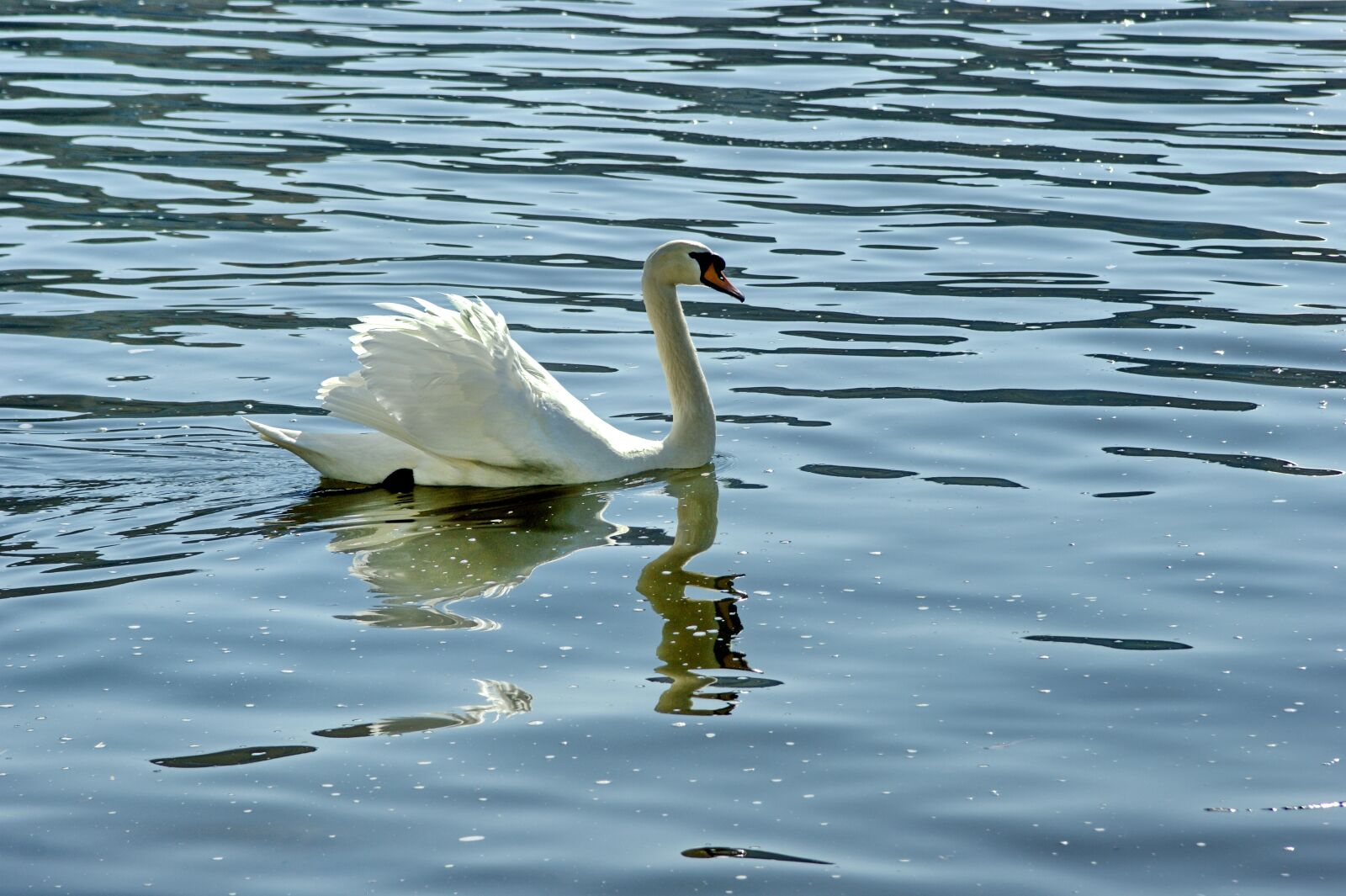 Sony Alpha DSLR-A290 sample photo. Swan, water, nature photography