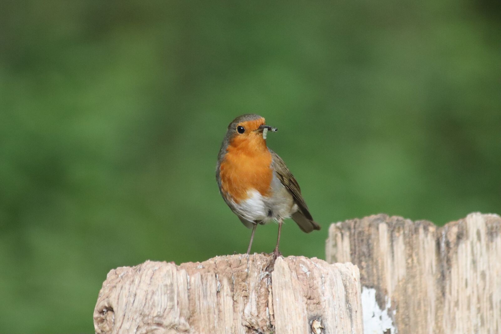 Canon EOS 250D (EOS Rebel SL3 / EOS Kiss X10 / EOS 200D II) sample photo. Robin, bird, nature photography