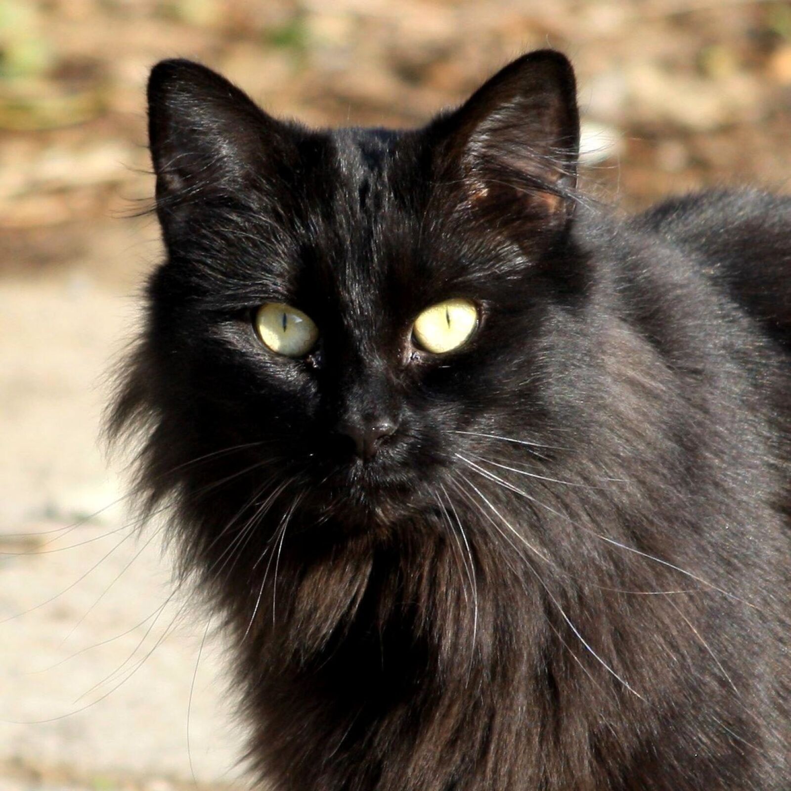 f/4-5.6 IS II sample photo. Black cat, eyes, close photography