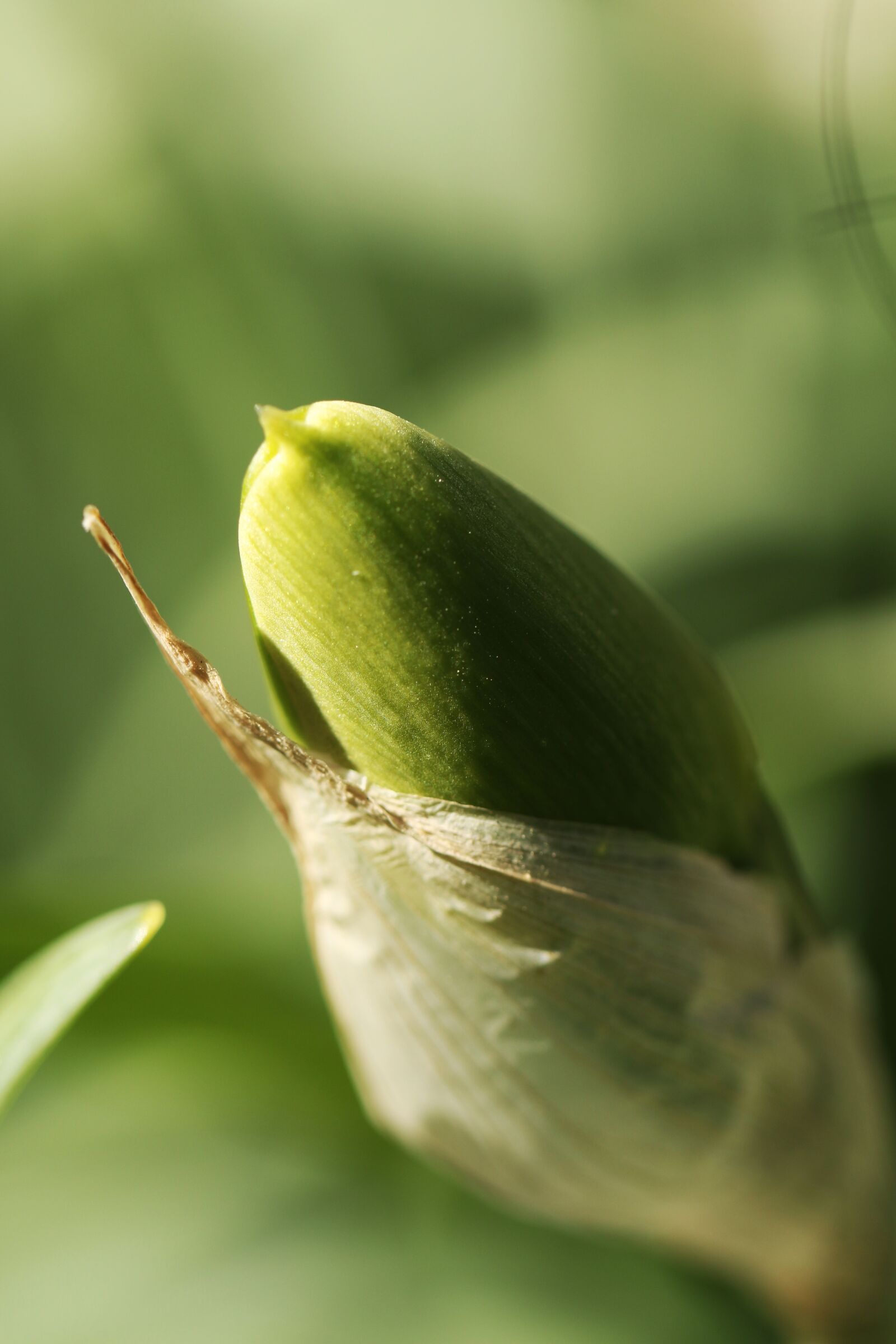 Canon EOS 7D Mark II sample photo. Spring, flower, nature photography