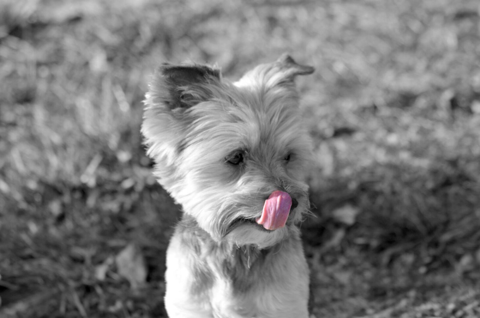 Nikon D7000 sample photo. York, dog, retro photography