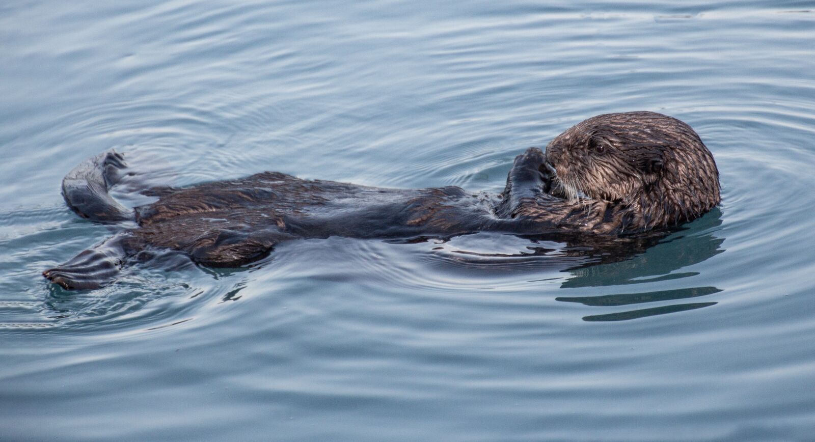 Canon EOS 650D (EOS Rebel T4i / EOS Kiss X6i) sample photo. Otter, wildlife, alaska photography