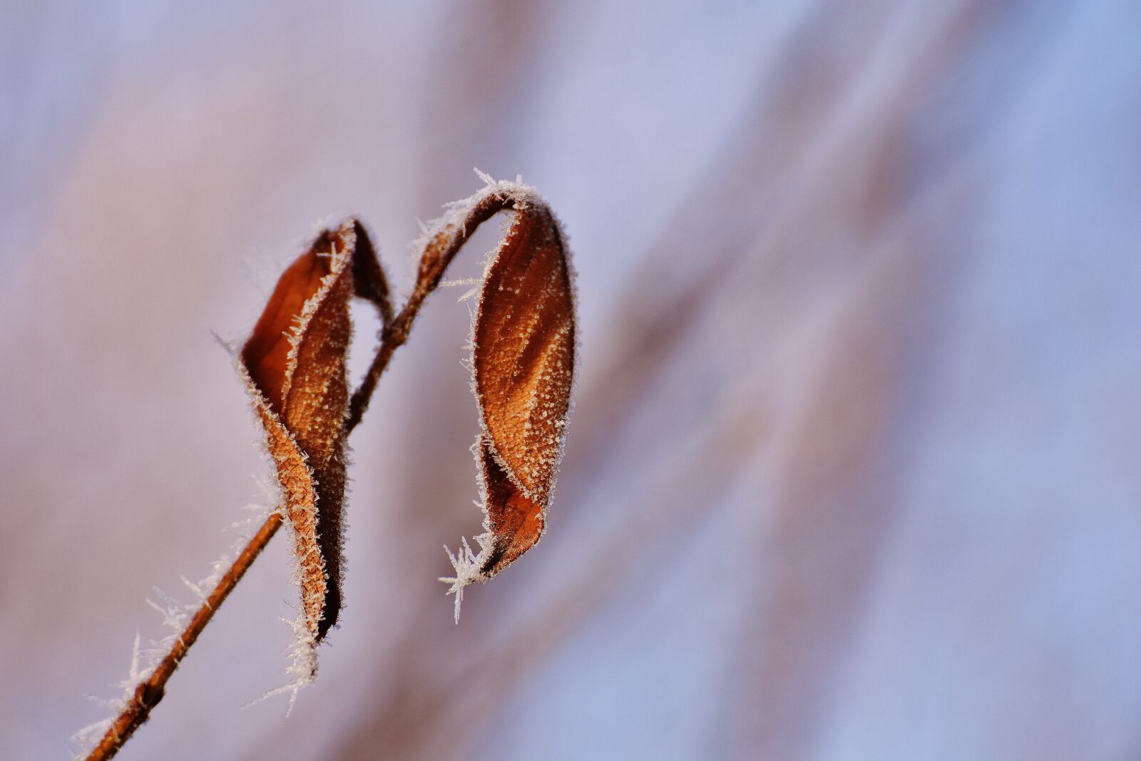 Nikon D7200 sample photo. Leaves, winter, frost photography