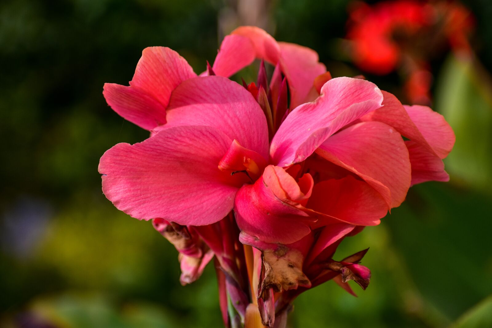 Nikon D3400 sample photo. Flower, achira, garden photography