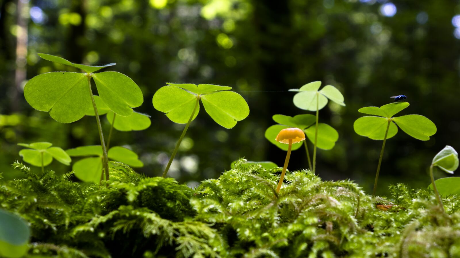 24-200mm F2.8 sample photo. Sorrel, klee, mushroom photography