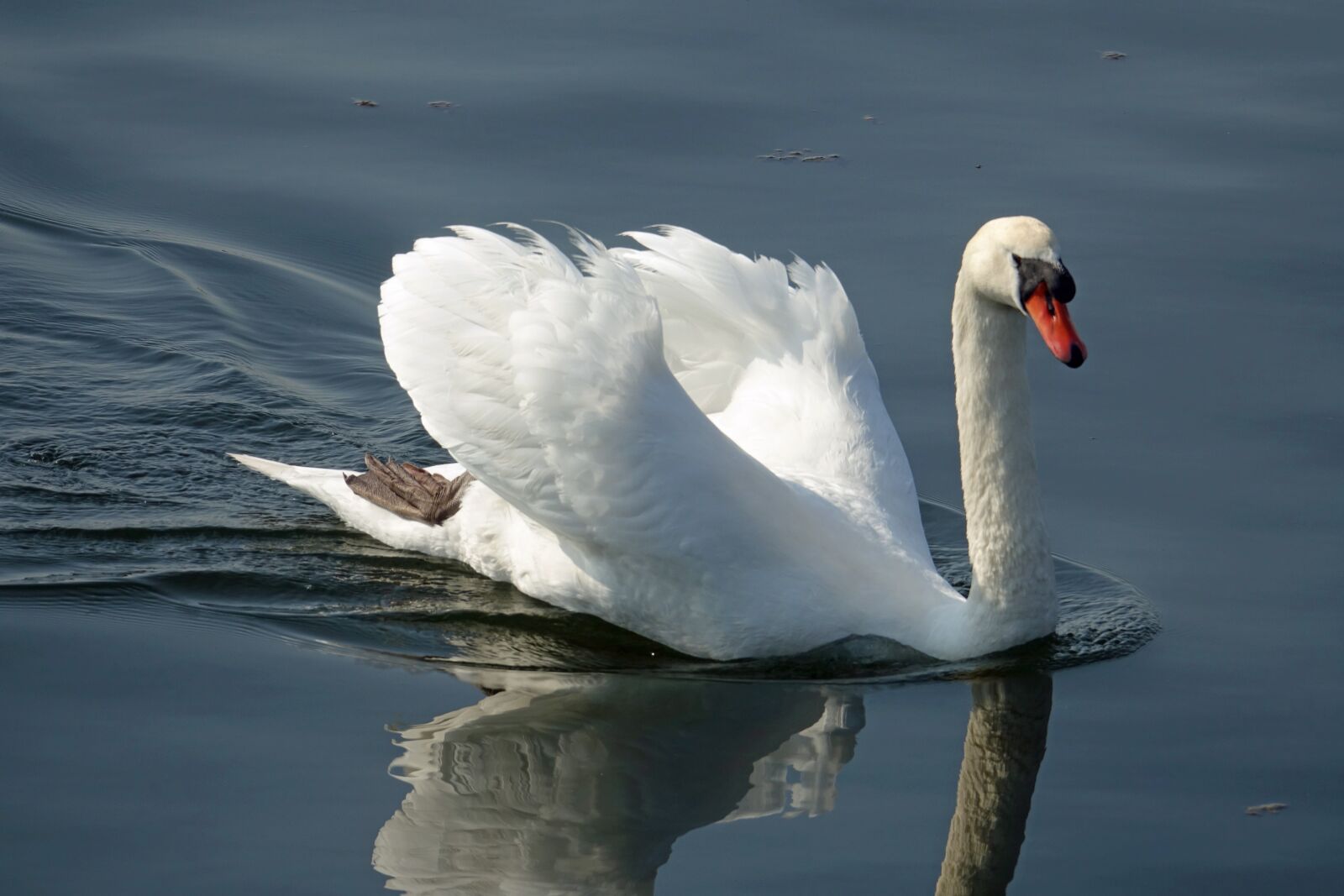 Sony Cyber-shot DSC-RX10 III sample photo. Swan, swans, waterfowl photography