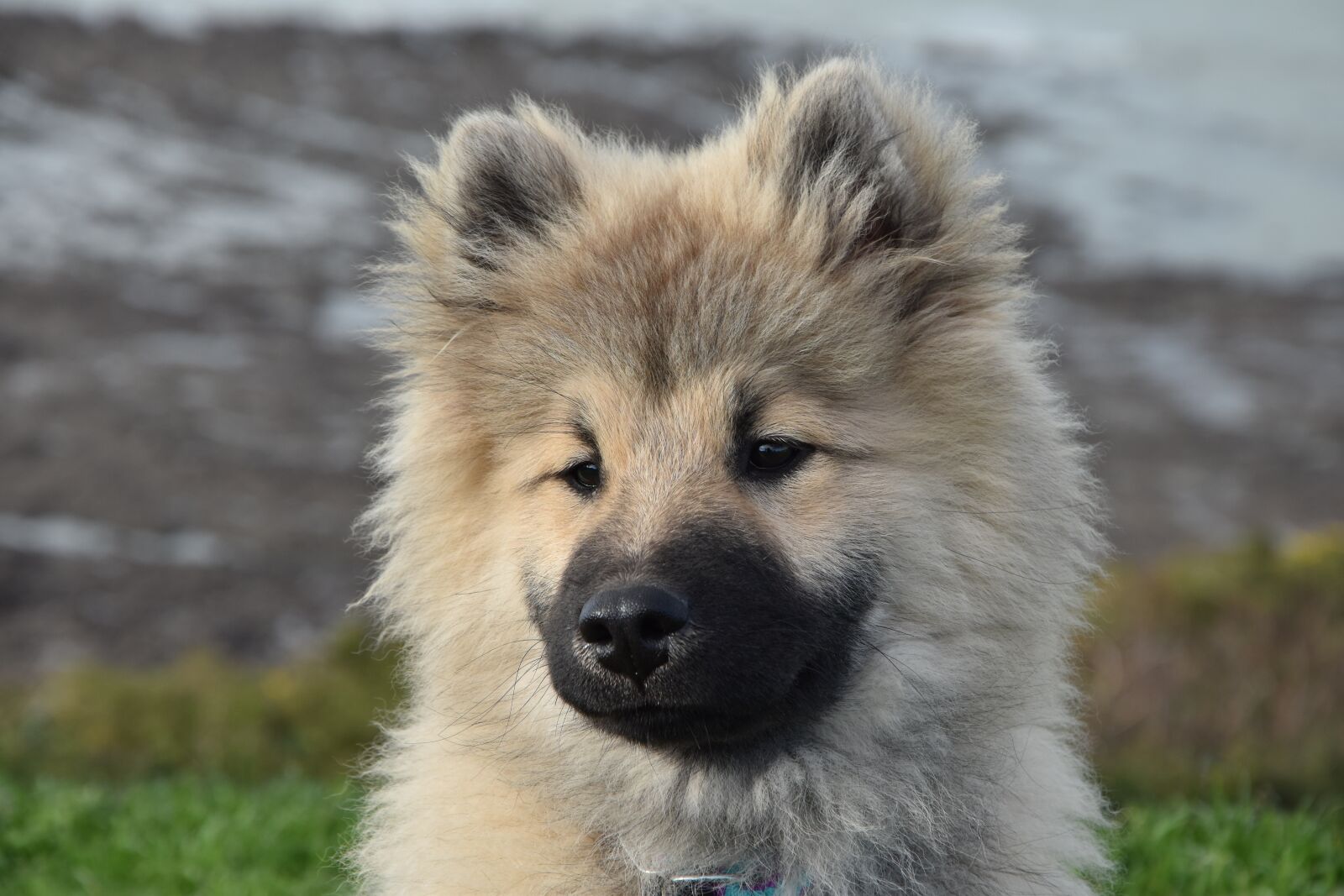 Nikon D5600 sample photo. Dog, pup, dog portrait photography