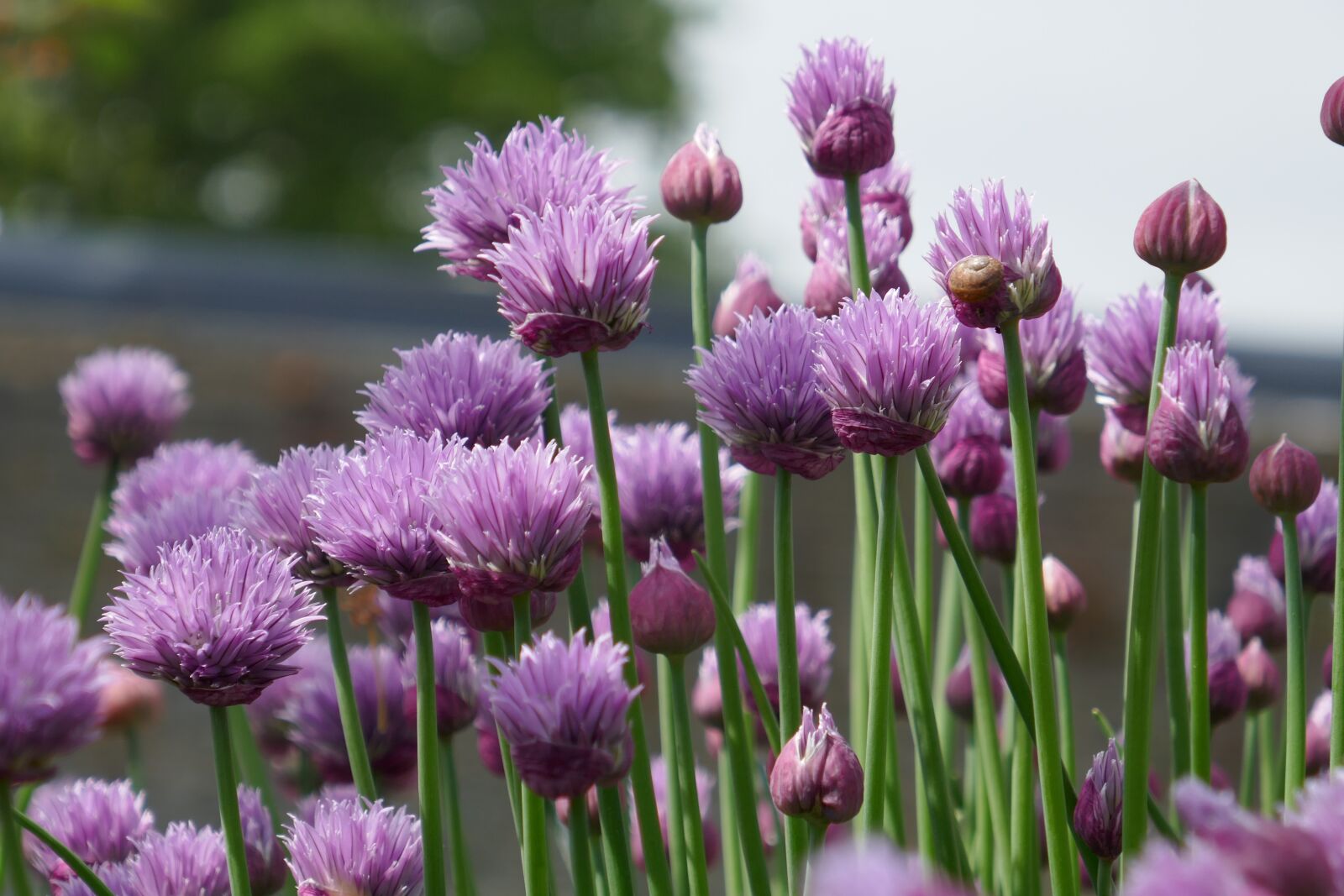 Panasonic Lumix DMC-ZS100 (Lumix DMC-TZ100) sample photo. Chives, chive flowers, flowers photography