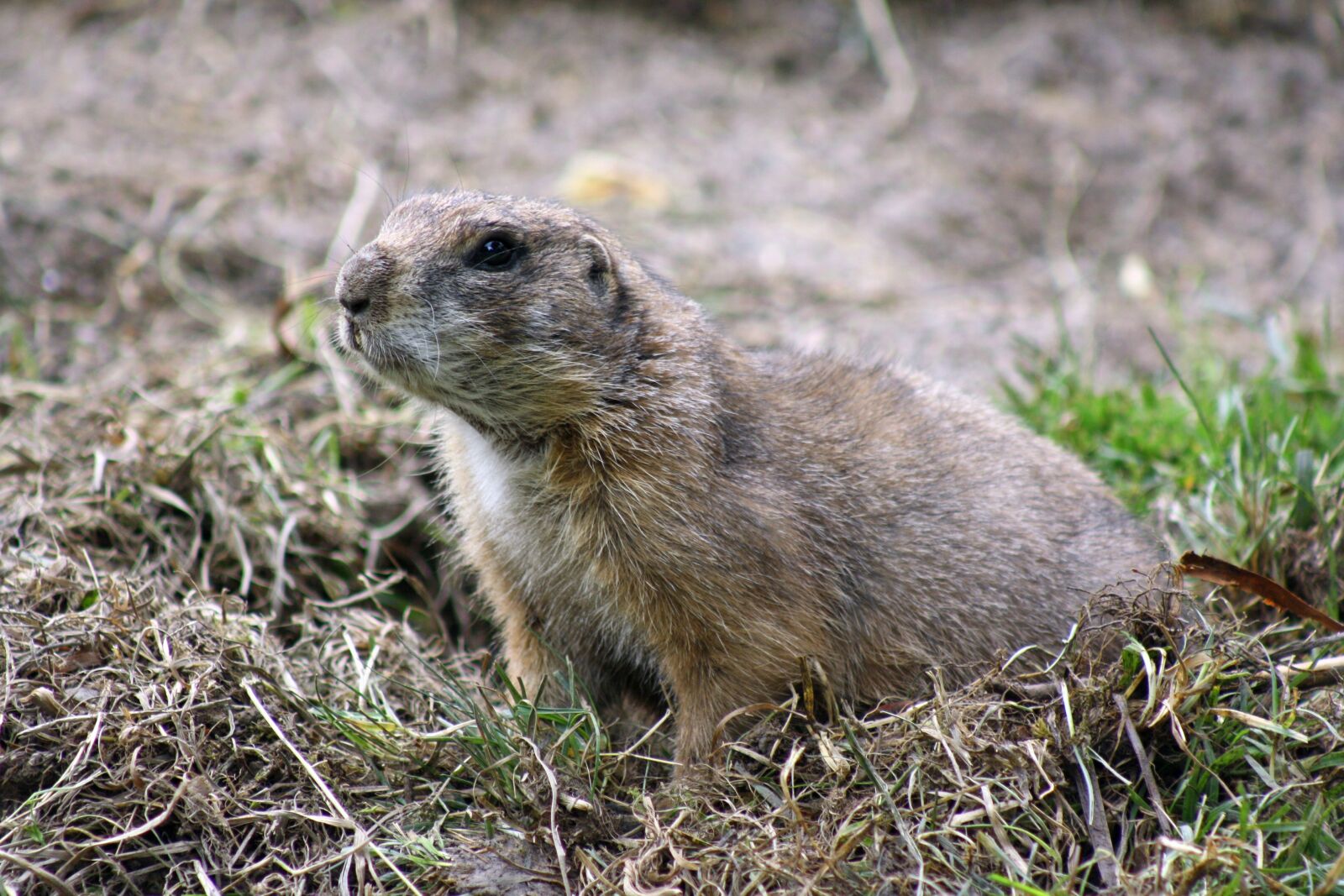 Canon EOS 1000D (EOS Digital Rebel XS / EOS Kiss F) sample photo. Marmot, nature, rodent photography