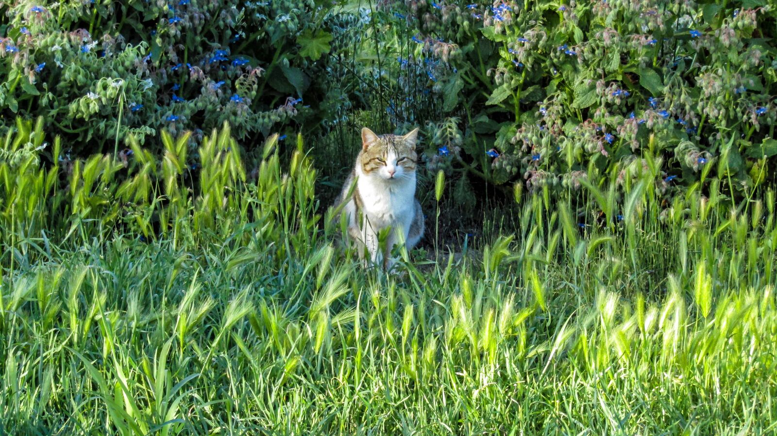 Canon PowerShot SX410 IS sample photo. Cat, pussycat, mammal photography