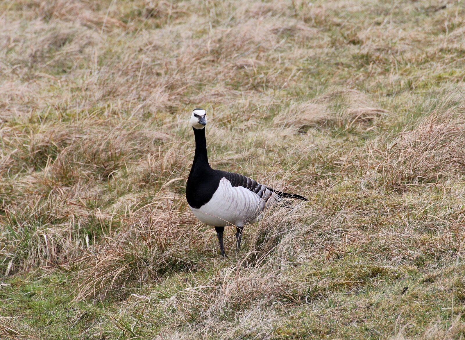 Canon EOS 600D (Rebel EOS T3i / EOS Kiss X5) sample photo. Barnacle goose, goose, branta photography