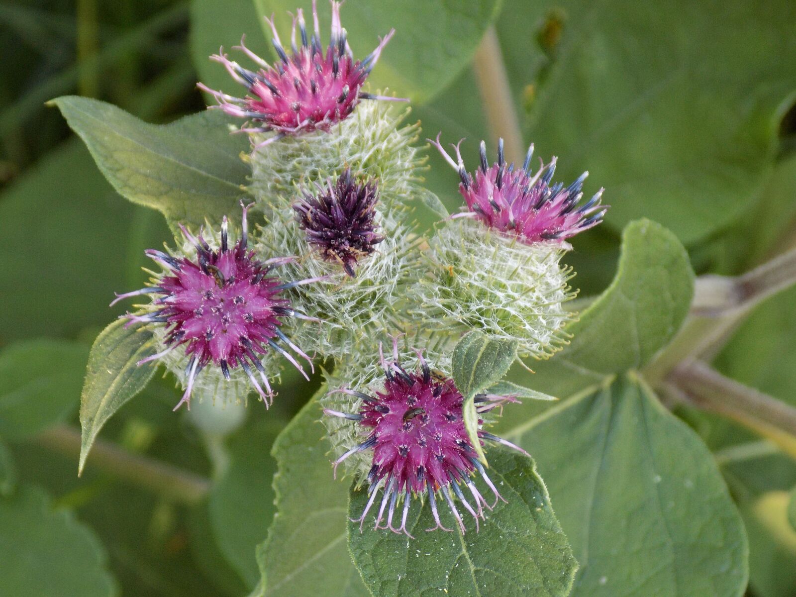Nikon COOLPIX L340 sample photo. Thistle, purple, nature photography