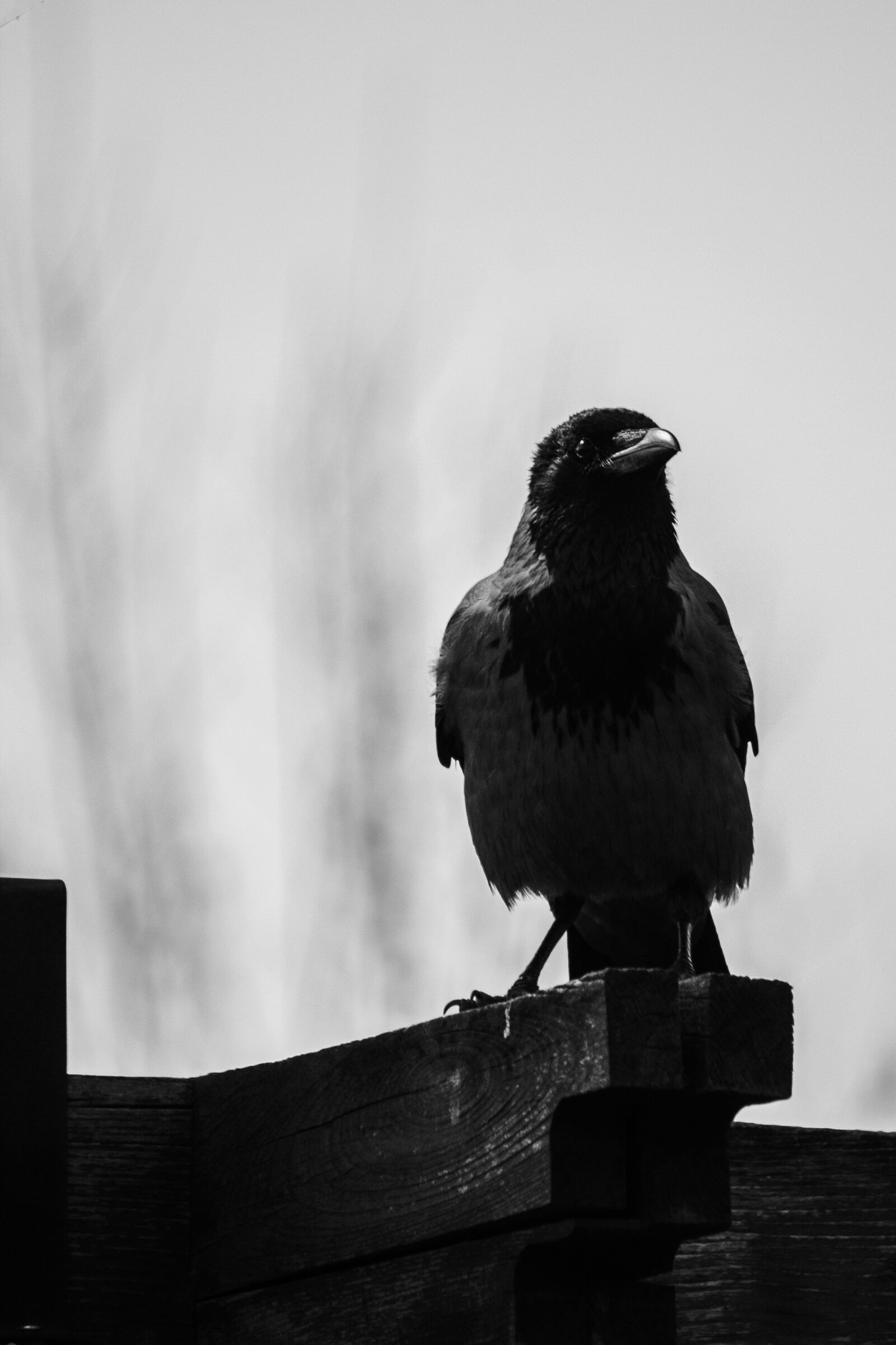 Canon EOS 600D (Rebel EOS T3i / EOS Kiss X5) + Canon EF-S 55-250mm F4-5.6 IS sample photo. Crow, perched, on, brown photography