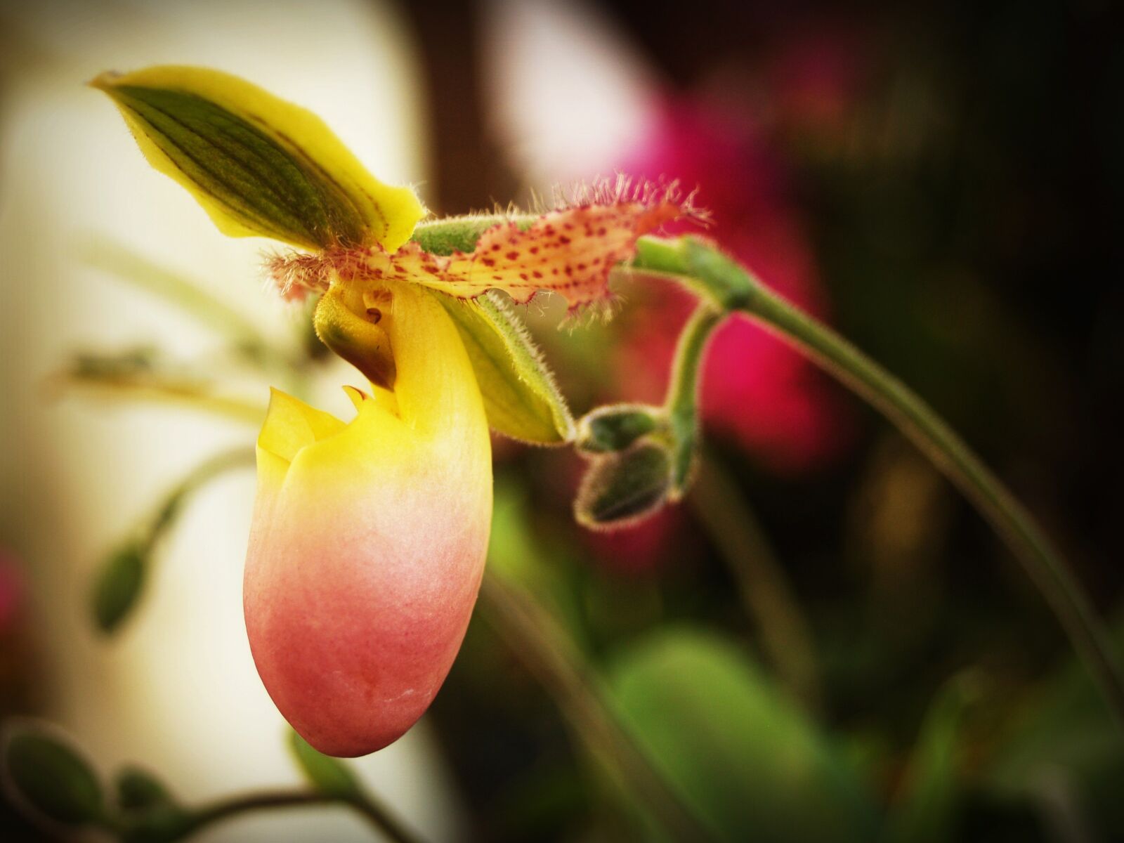 Olympus E-300 (EVOLT E-300) sample photo. Flower, orchid, tropical photography